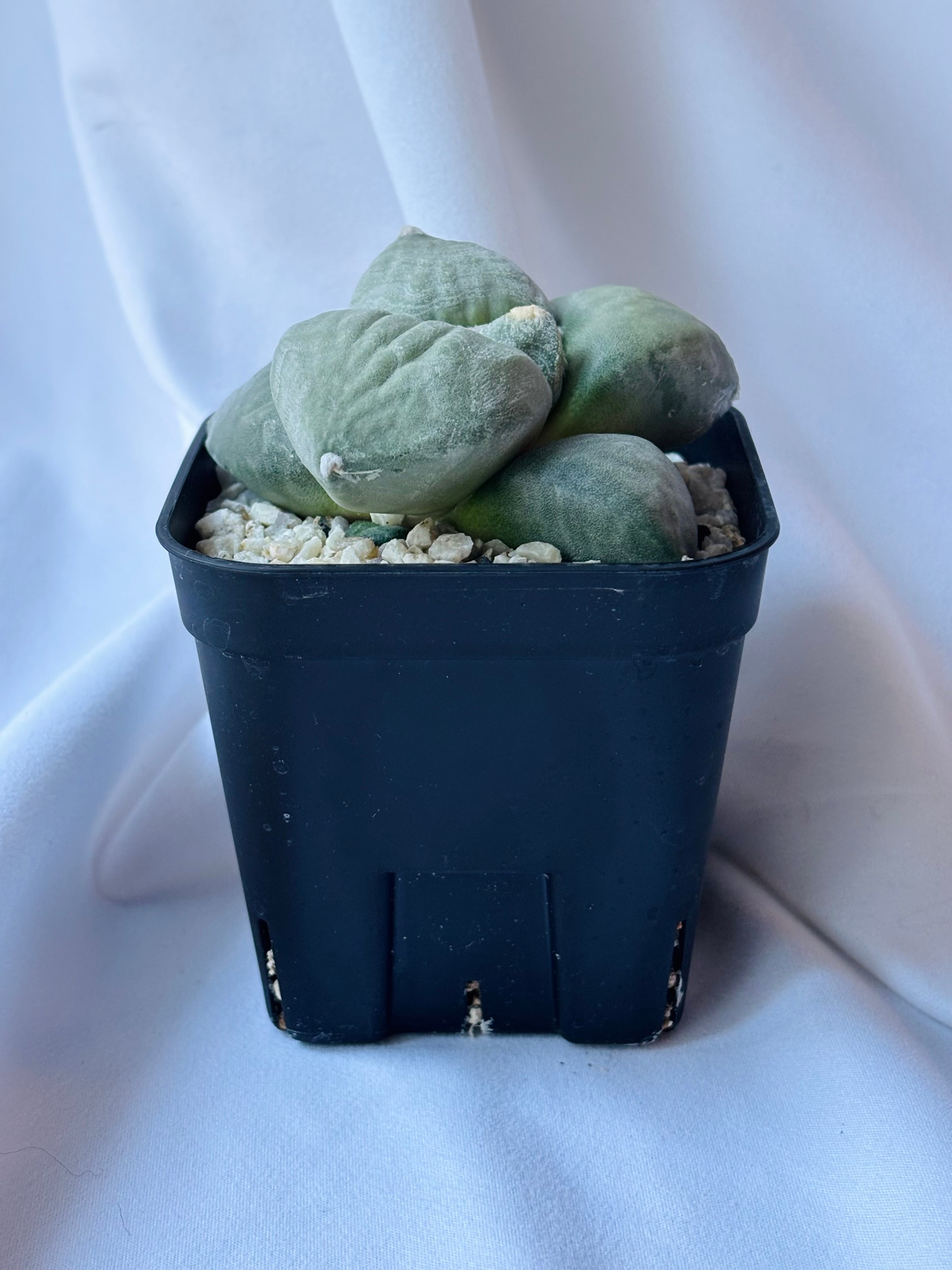 Ariocarpus furfuraceus f. アリオカルプス 大蓮葵×大疣青磁牡丹