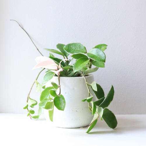 【グリーン】ホヤ　リップカラー