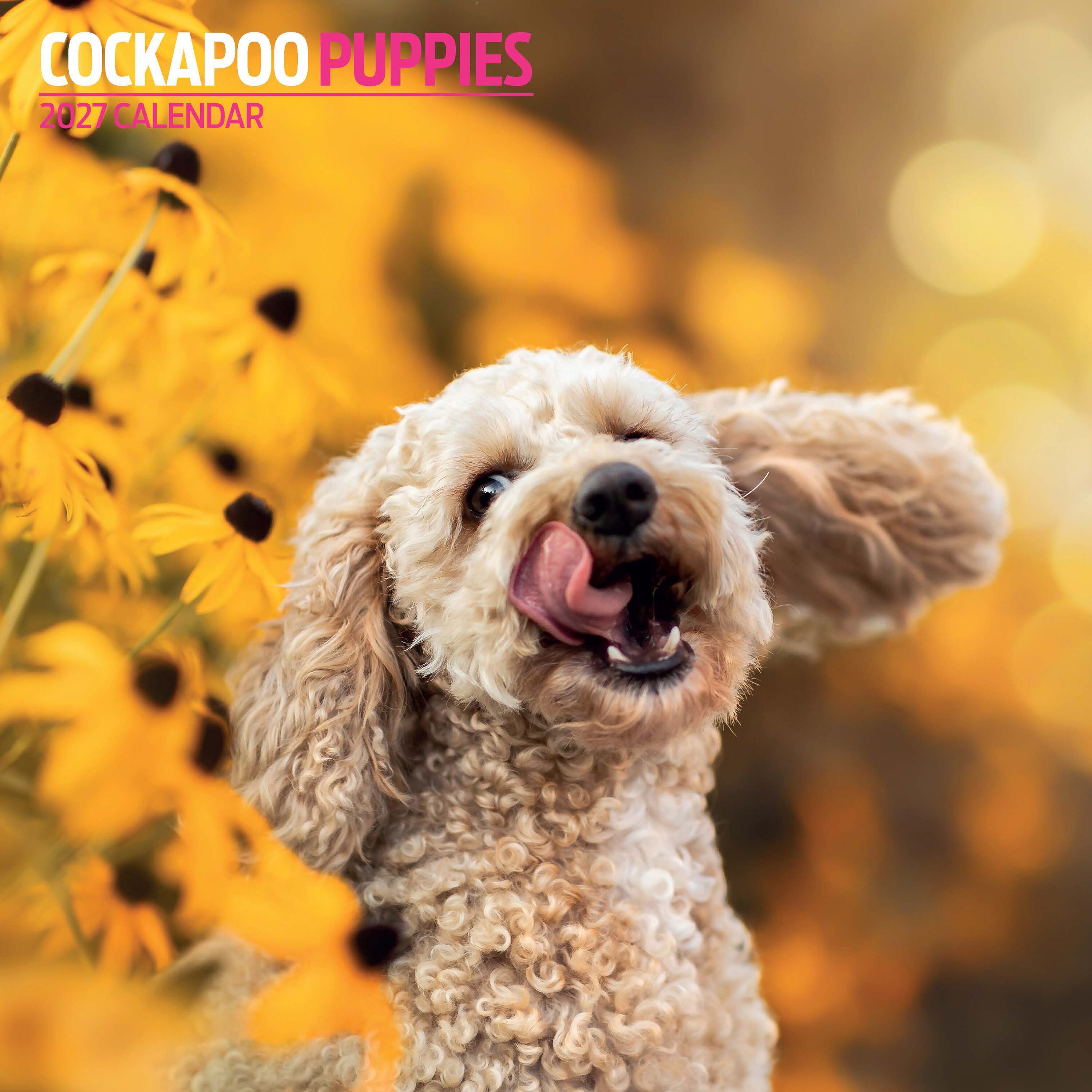 【2027年版】英国製犬種カレンダー【コッカプー パピー】Traditional 2027年版