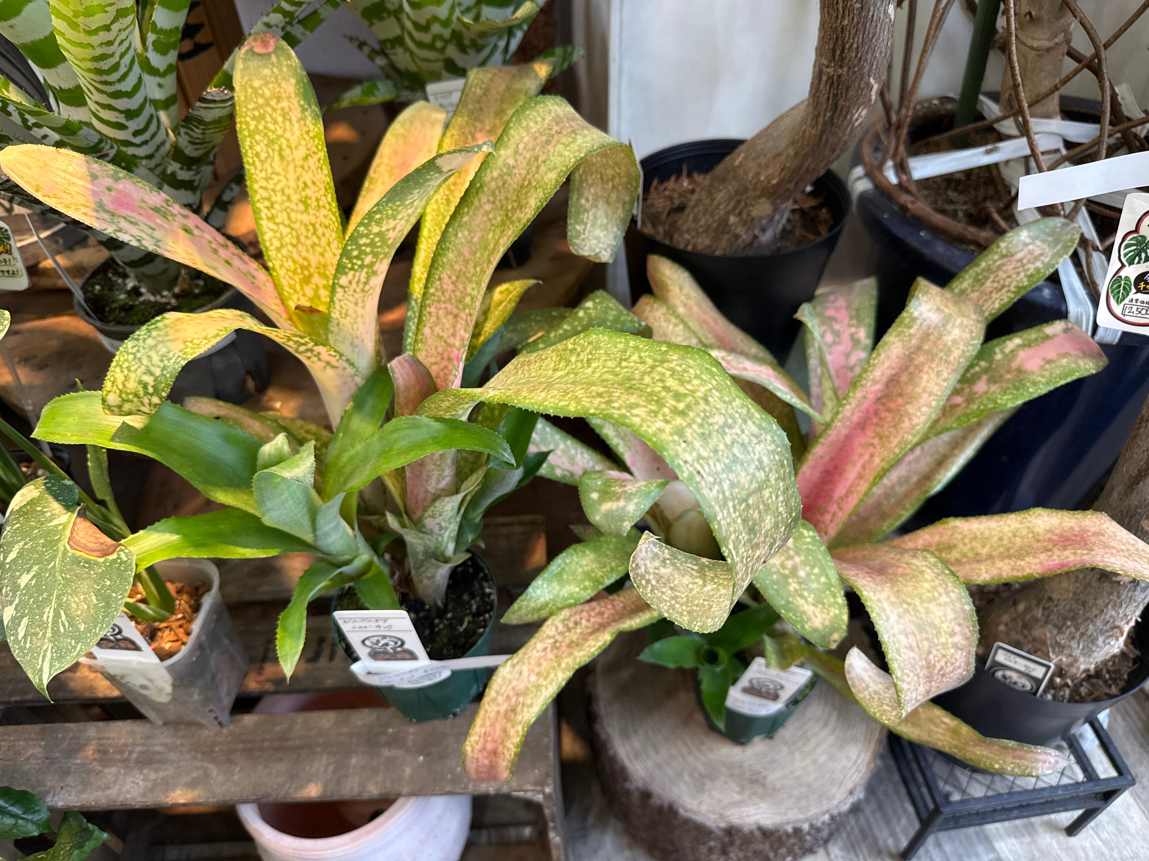 ビルベルギア シャビーチック | Gardenえん 【観葉熱帯植物】