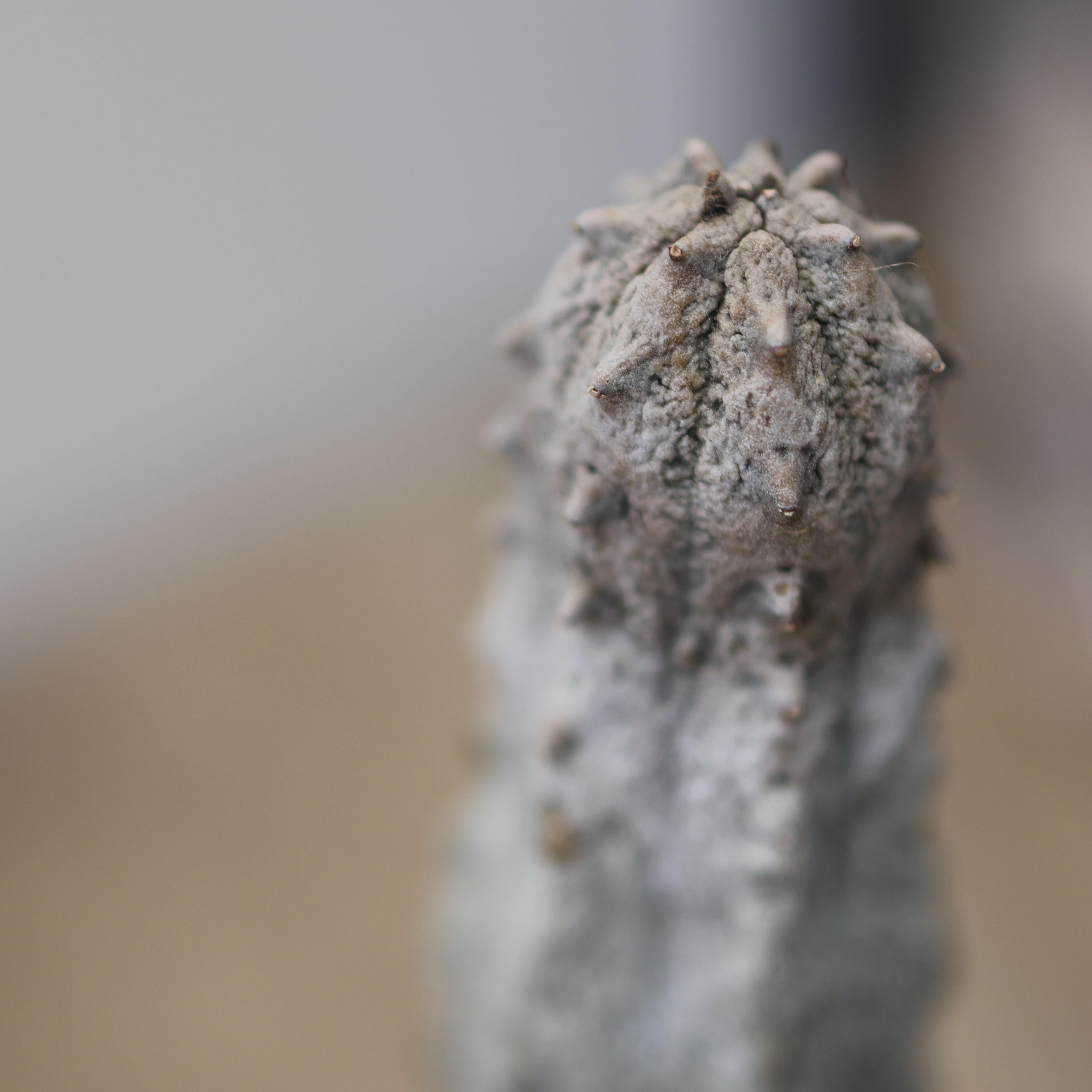 139『ユーフォルビア アブデルクリ 群生』＿観葉植物【送料無料