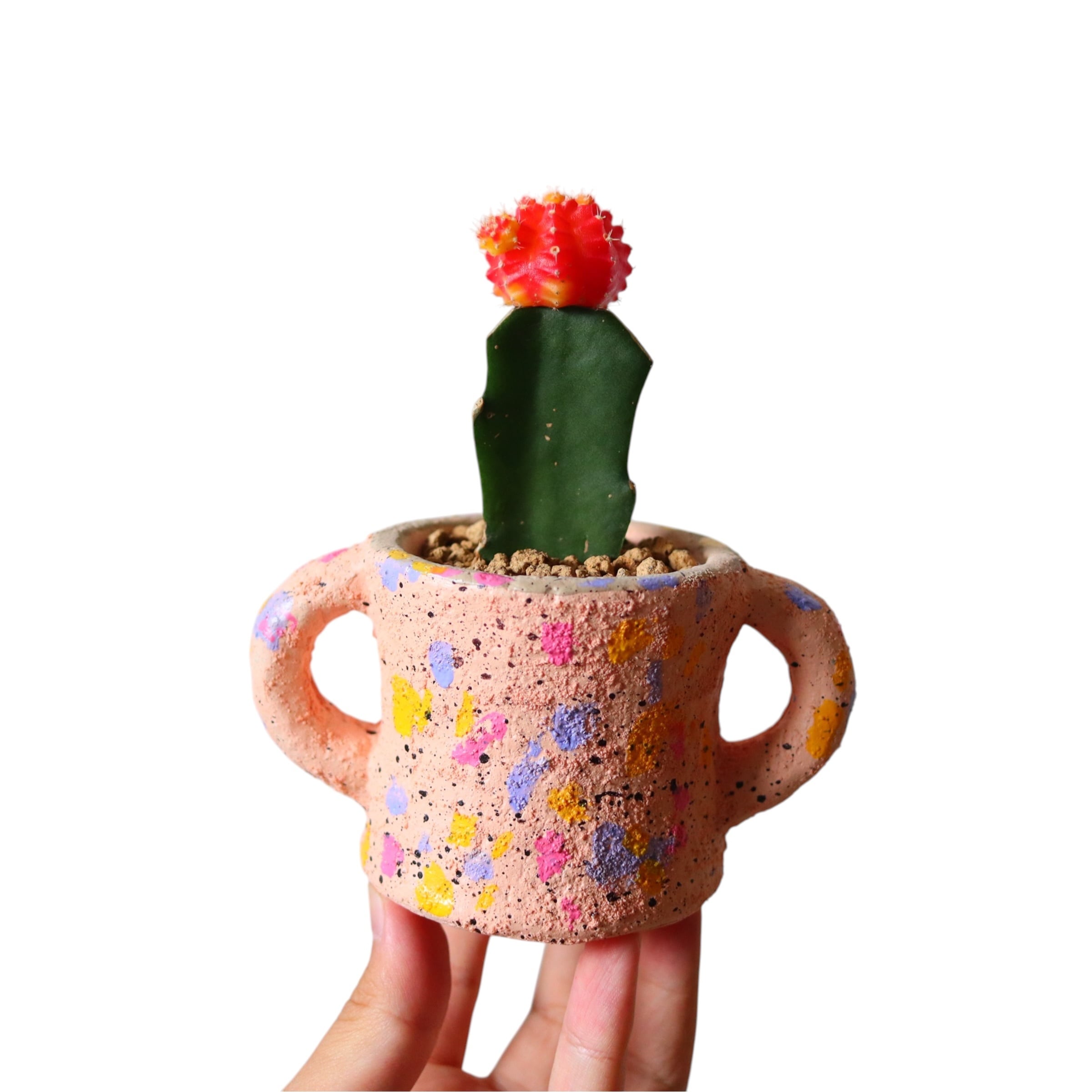 ヒボタン