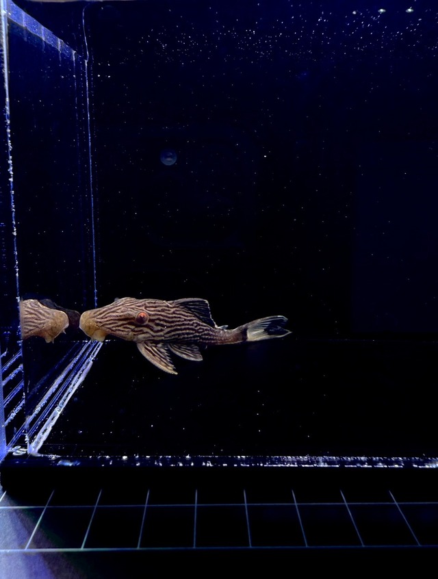 ワイルド・ゴールデンサンダーロイヤルプレコ