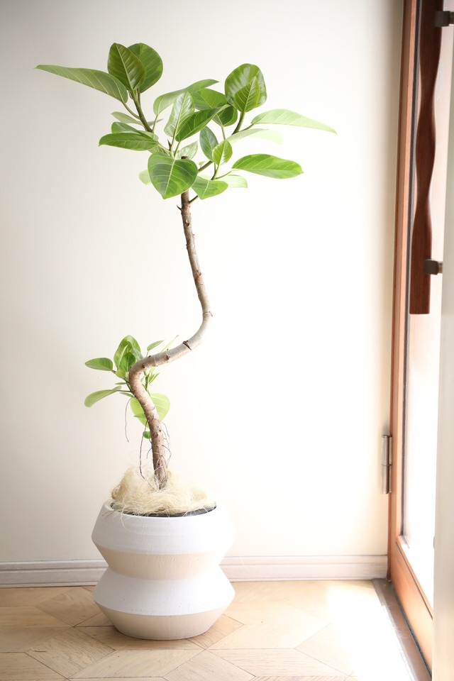 【L】【渋谷区周辺エリア/配送料無料】【125cm】フィカス アルテシマ/Ficus Altissima　※鉢カバー別