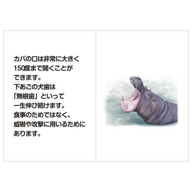 TOEZオリジナル ピクチャーブックレット（動物）