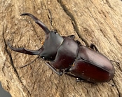 《ミシマコクワガタ 硫黄島産 40mm ♂♀♀トリオ》