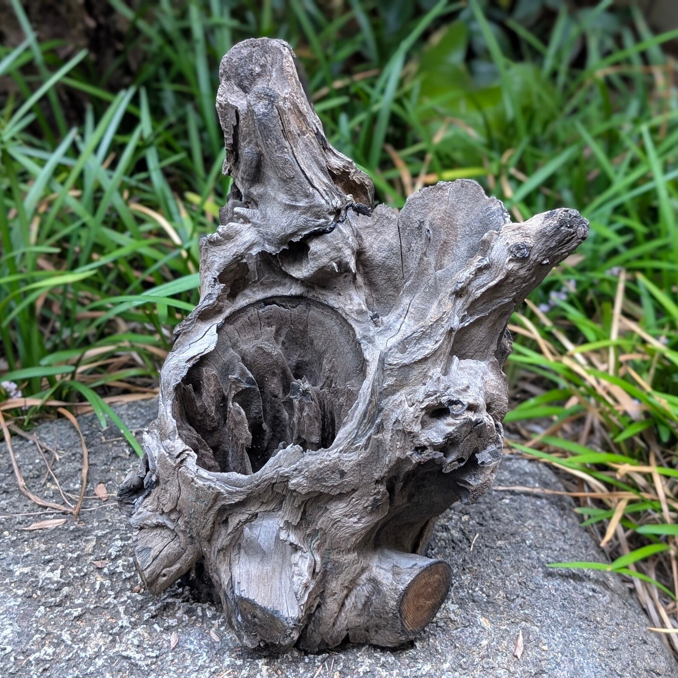 プレミアムスタンプウッド【PSW005】流木 水槽 アクアリウム 熱帯魚