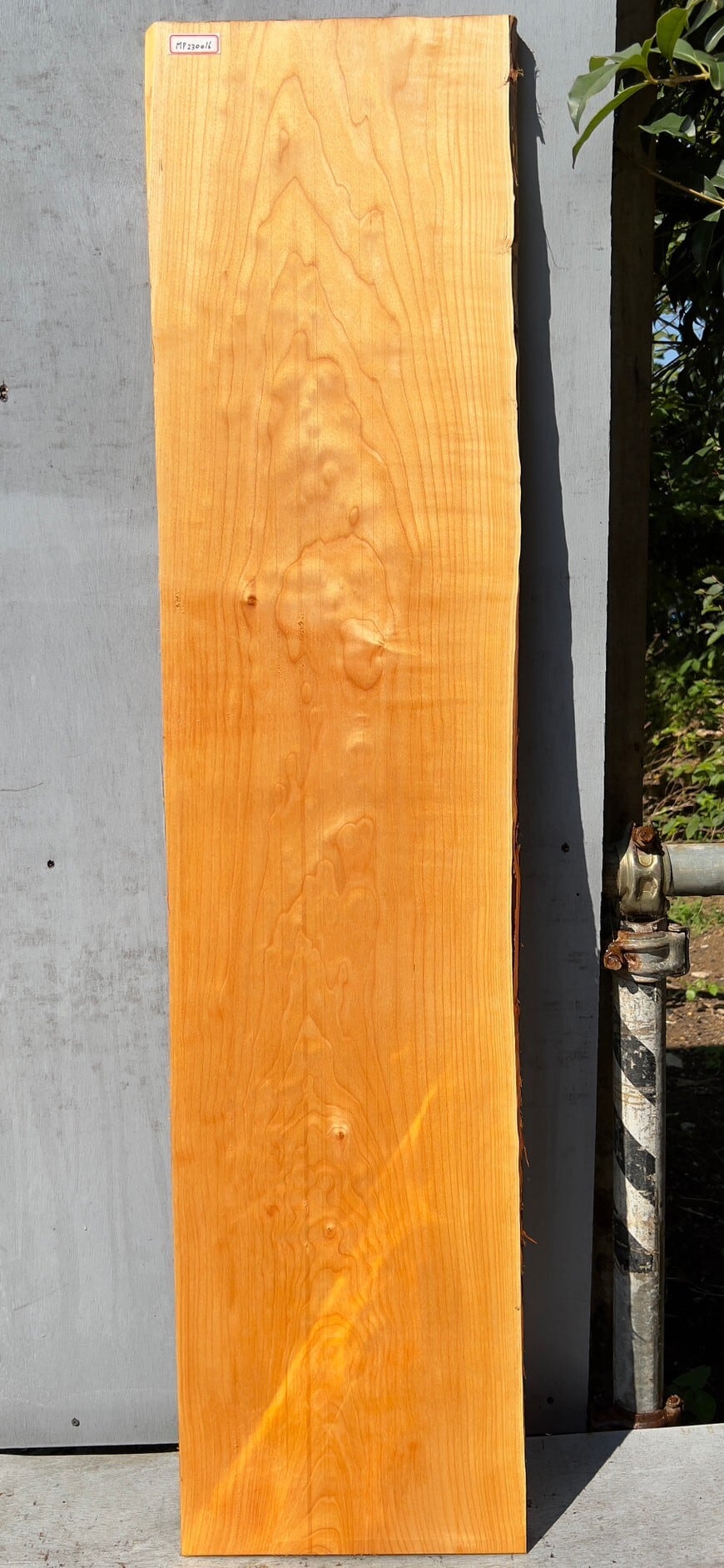 Quilted Maple】キルテッドメイプル | automnforest workshop