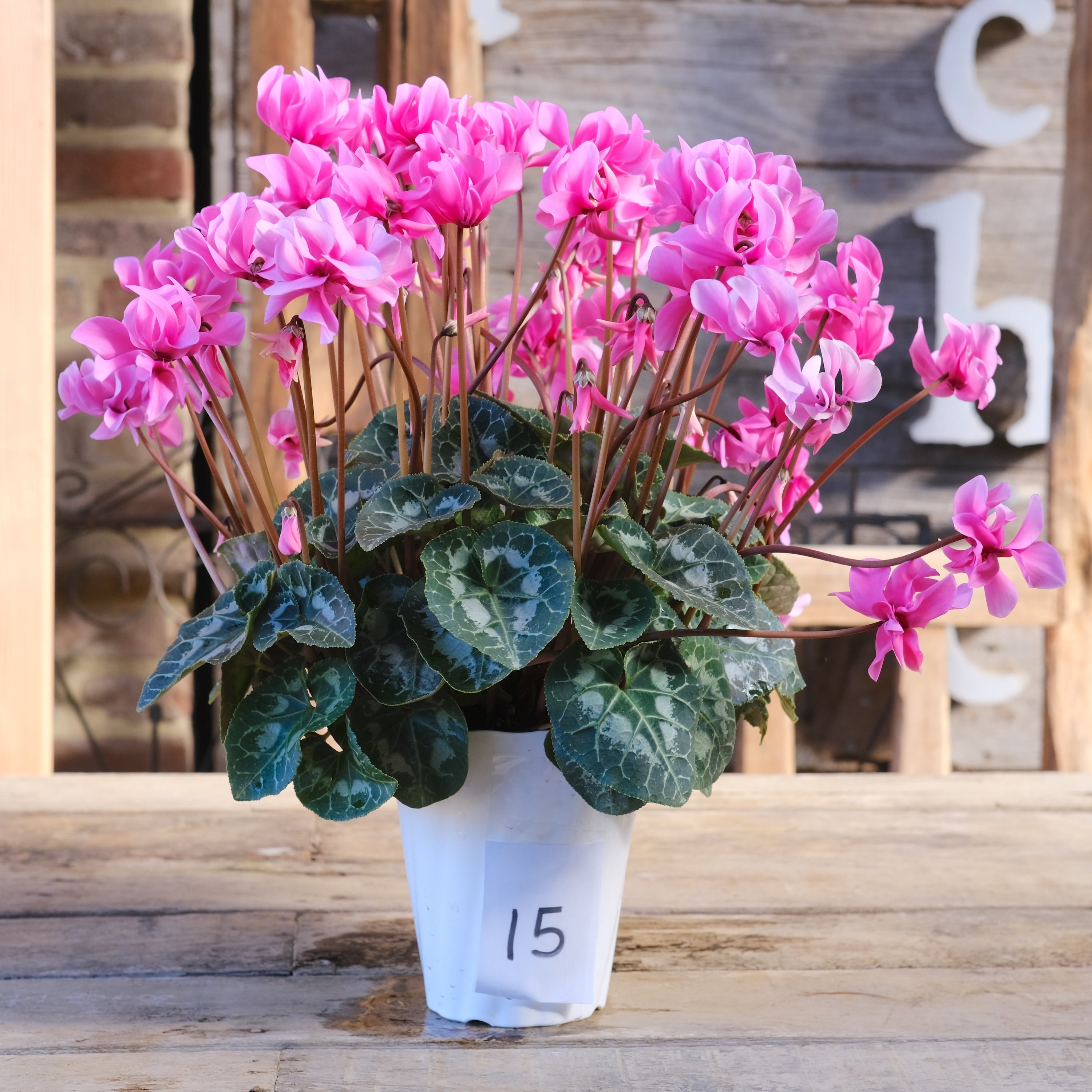 八重崎ミニシクラメン 斑入り チモピンク　③　＊同梱推奨商品 No, 15】ミニシクラメン チモシリーズ 八重《 枝垂れざき 》鉢なし