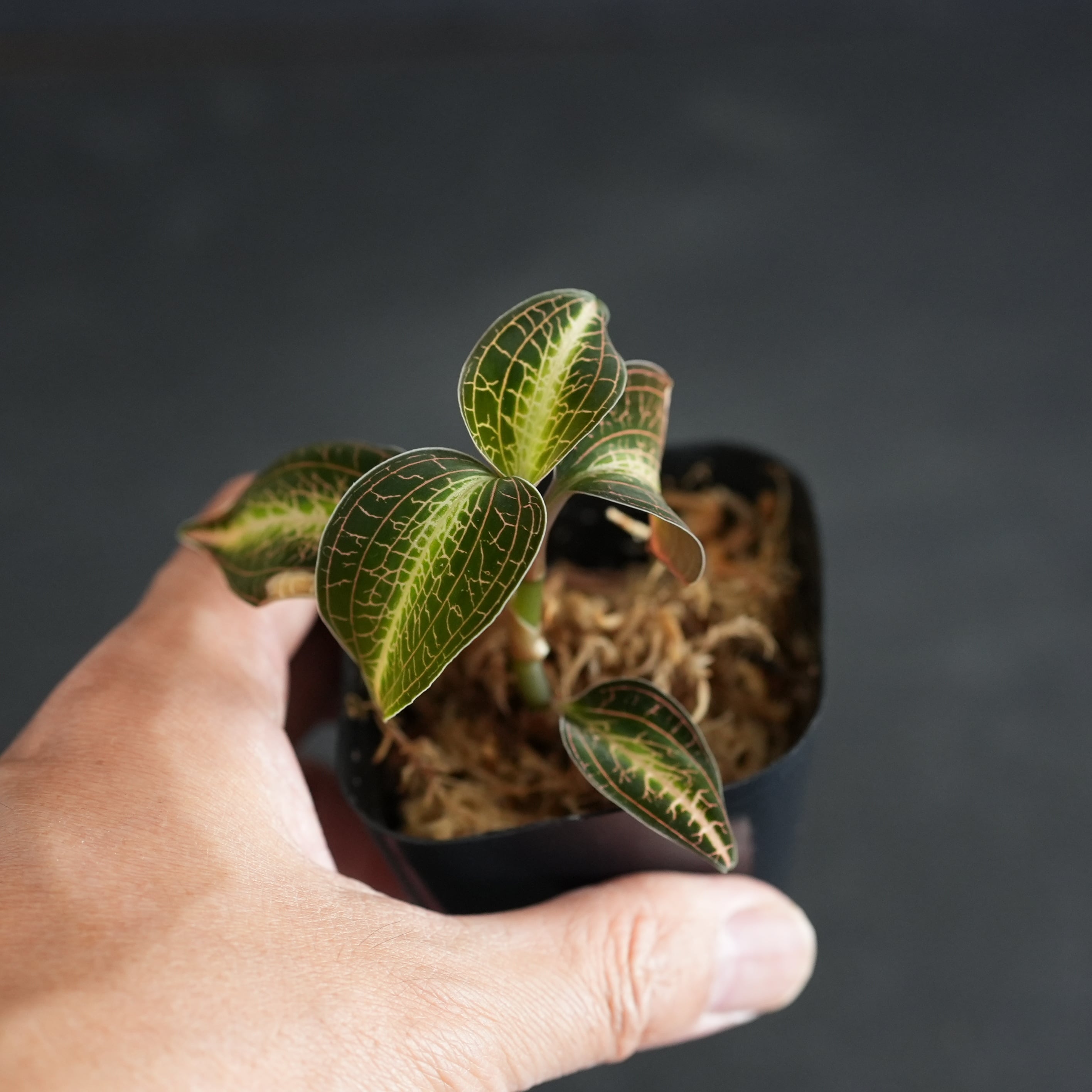 ◆現品◆Anoectochilus lylei 'Red Splash'【ジュエルオーキッド宝石蘭/TheGAKI】#874