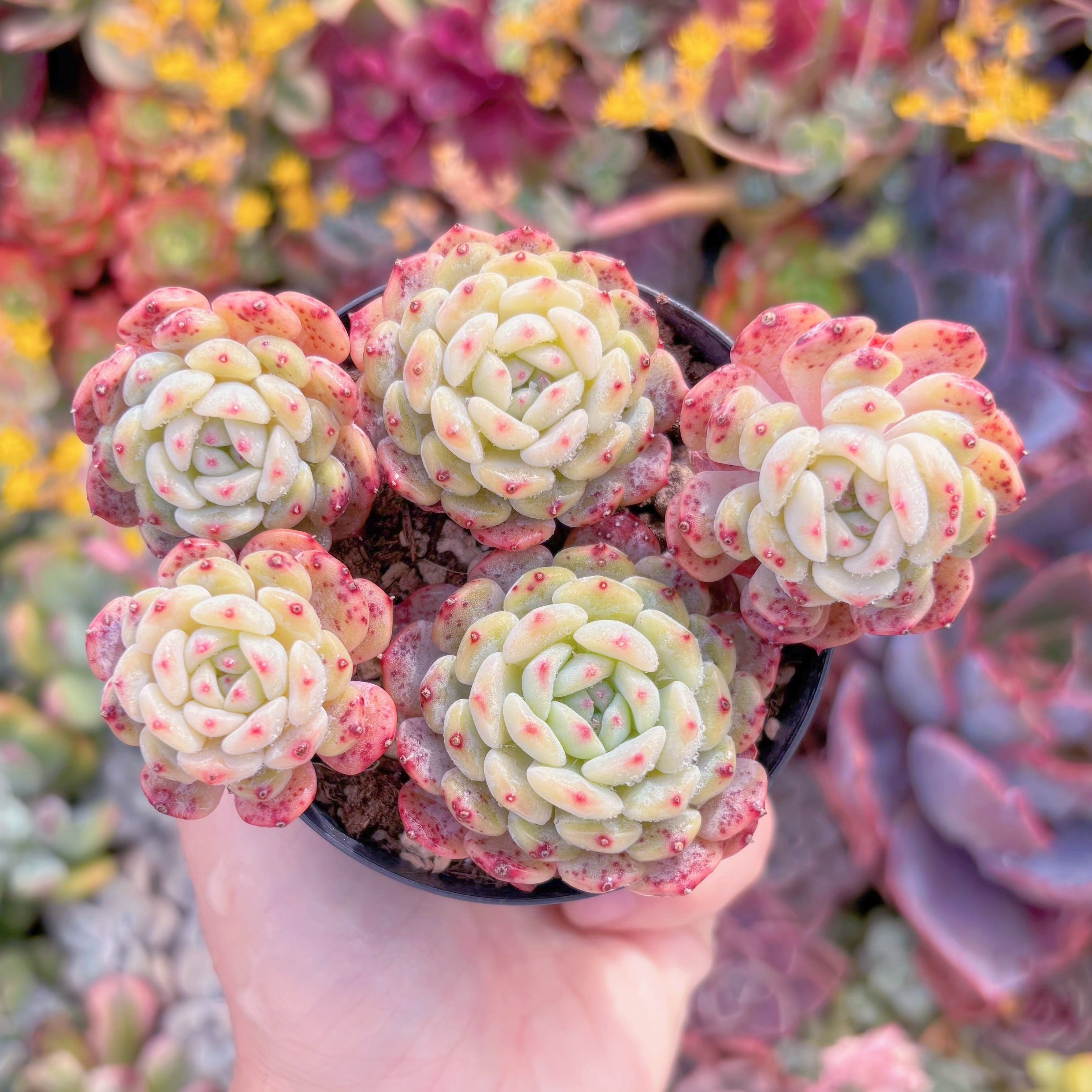 現品　ハニ#232　群生　新入荷　るる農園