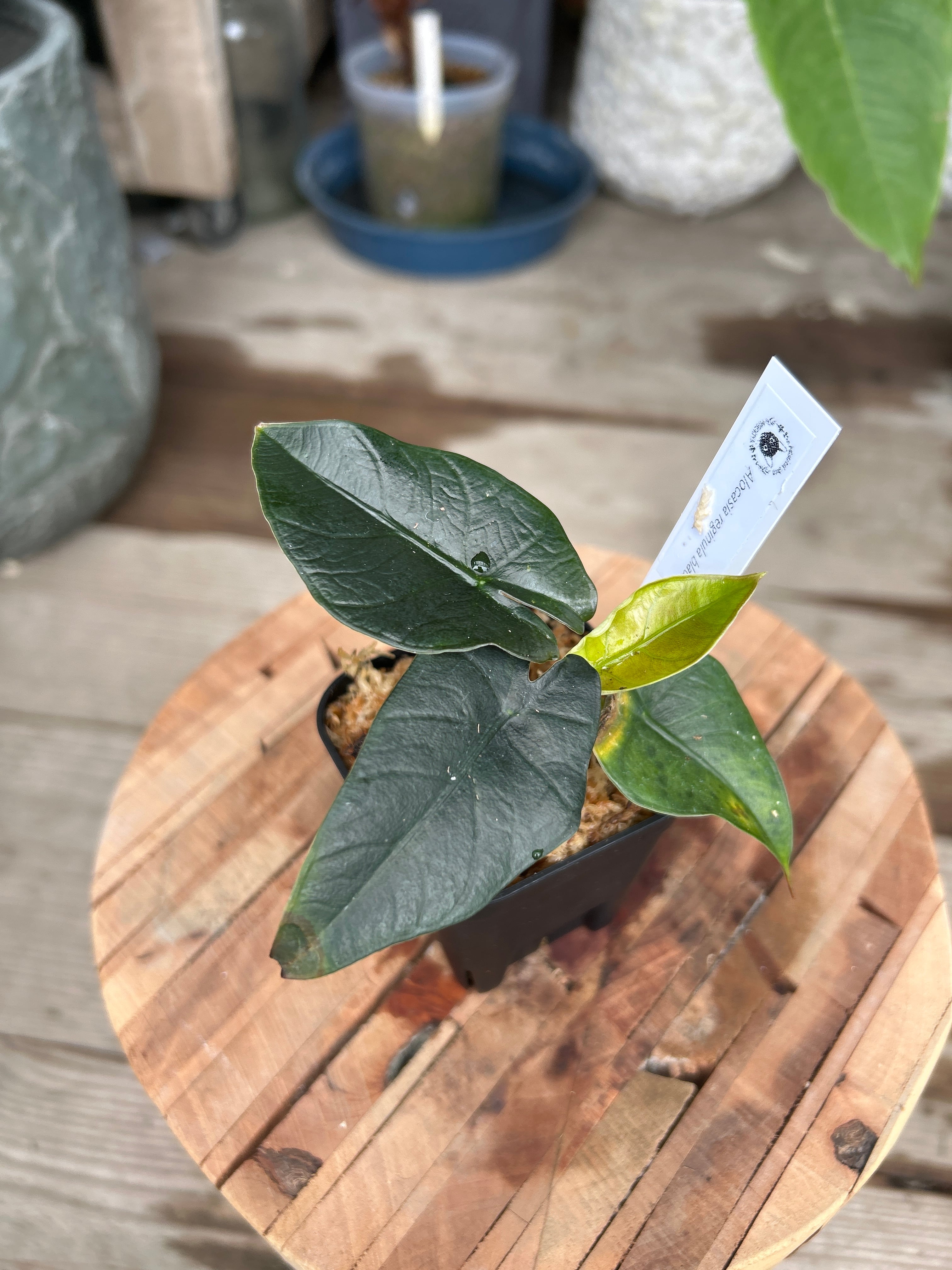 希少】アロカシア レギネ ブラック | MIDORIYA 観葉植物専門店