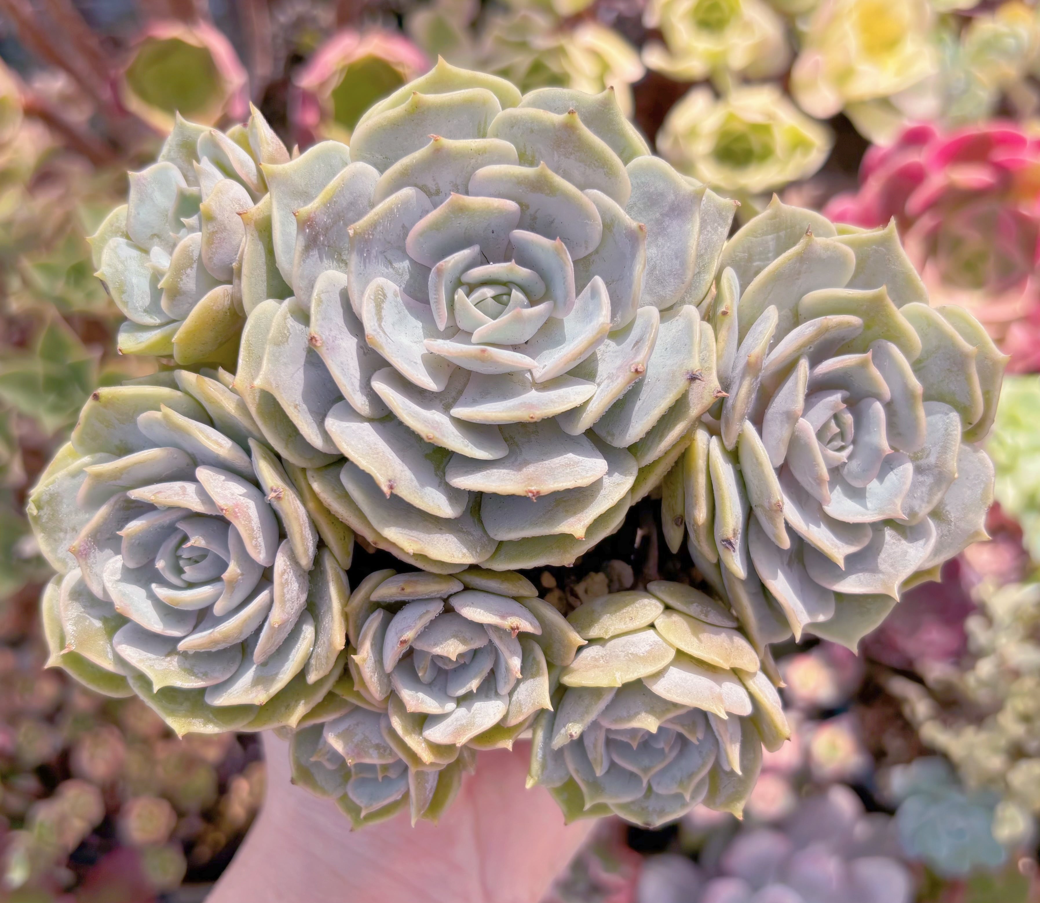 多肉植物　ローラ(4〜6頭)　群生　新入荷　るる農園