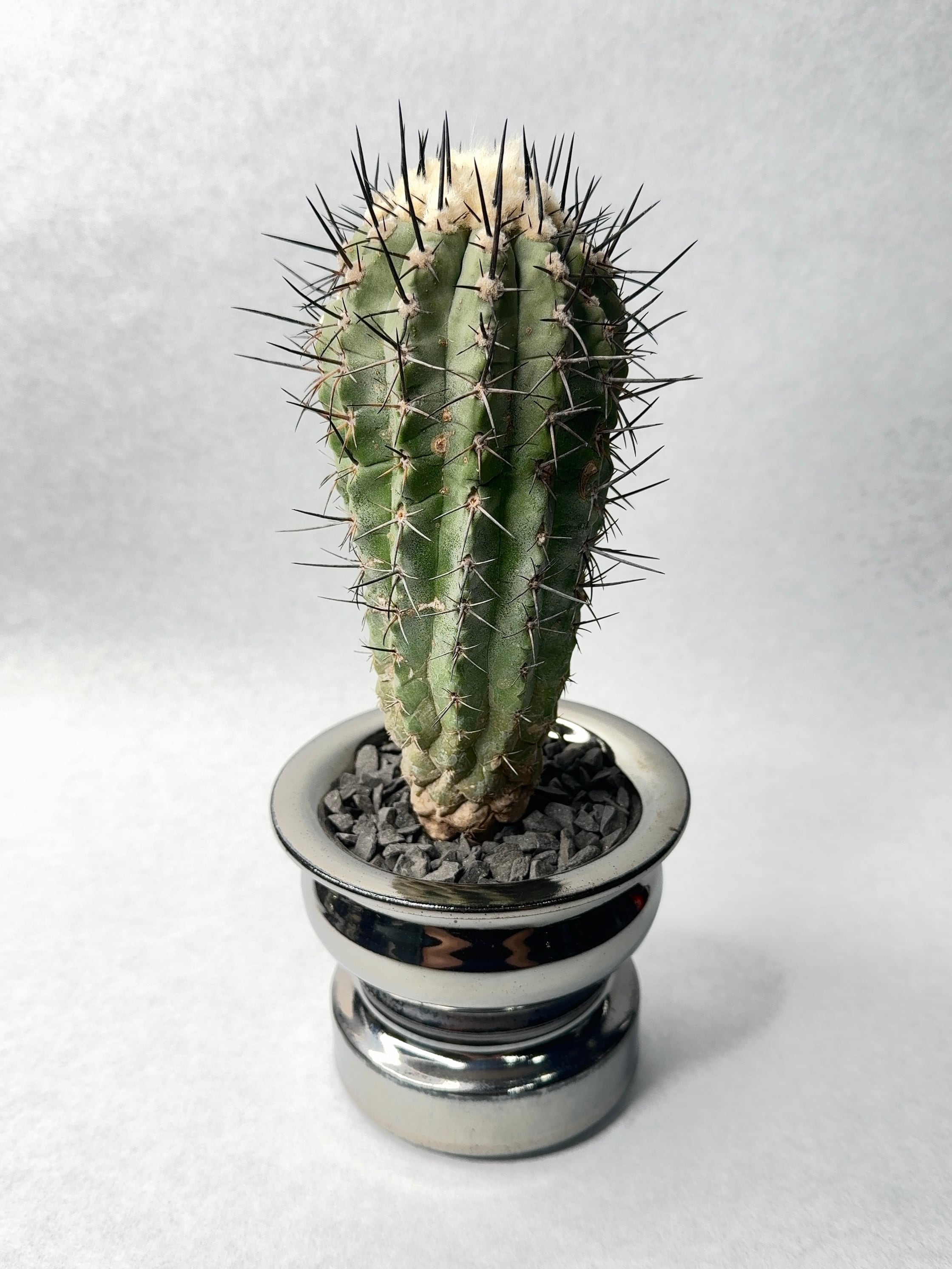 コピアポア 黒士冠ダブルベッド× NEIGHBORHOOD SRL コピアポア 黒士冠ダブルベッド× NEIGHBORHOOD SRL Lサイズ