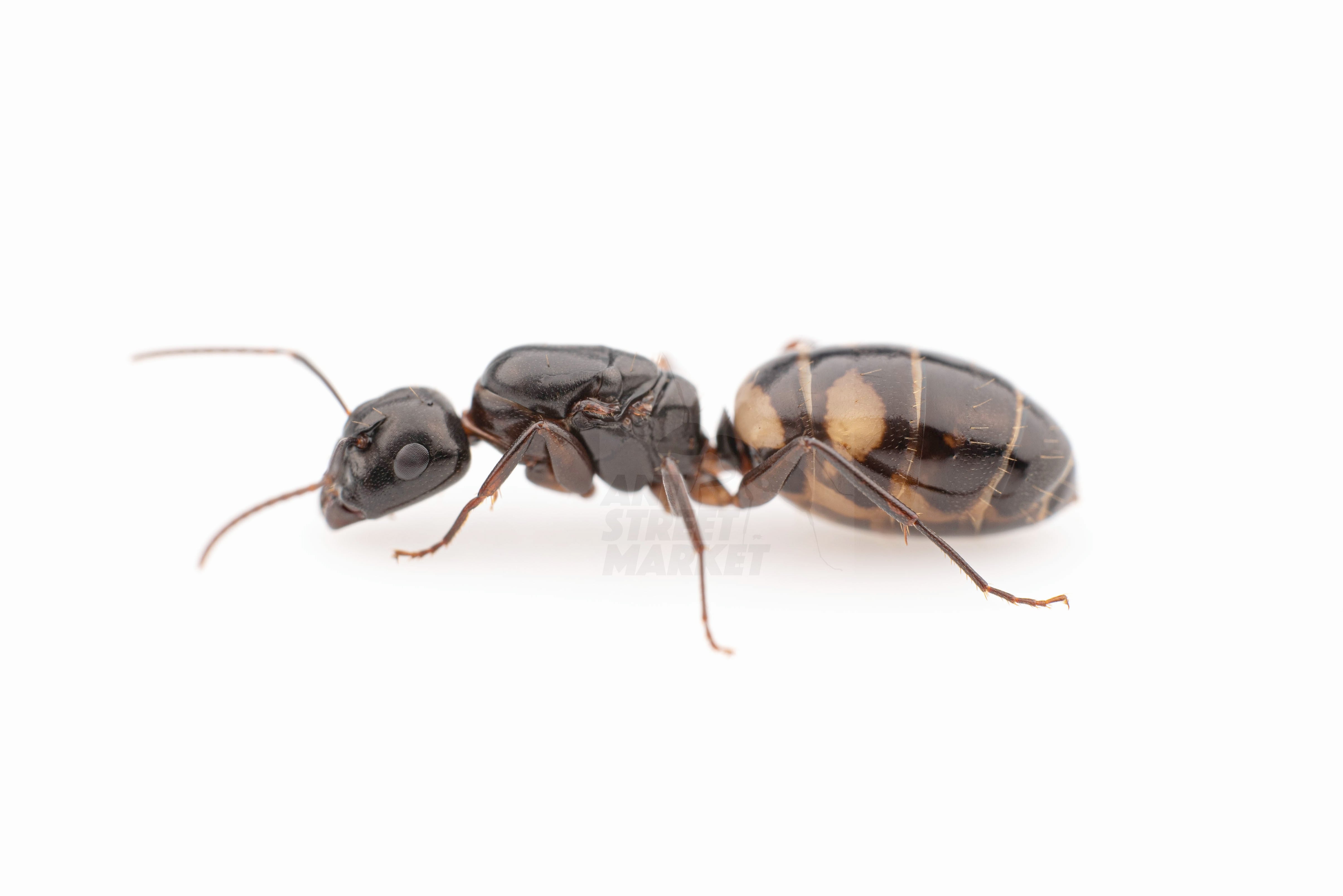 ナミバラアリ(コロニー) | ANT STREET MARKET / アリ販売店 ナミバラアリ(コロニー) | ANT STREET MARKET / アリ販売店