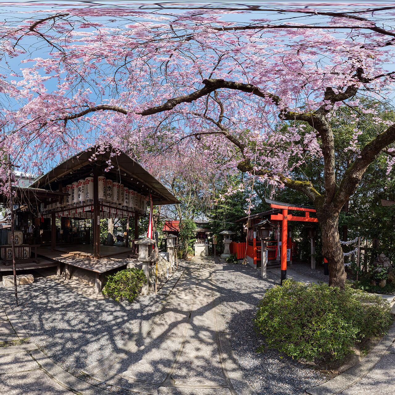 西陣 水火天満宮の枝垂れ桜