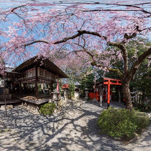 西陣 水火天満宮の枝垂れ桜