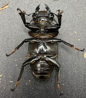 《ホペイオオクワガタ HG血統 75mm ペア》