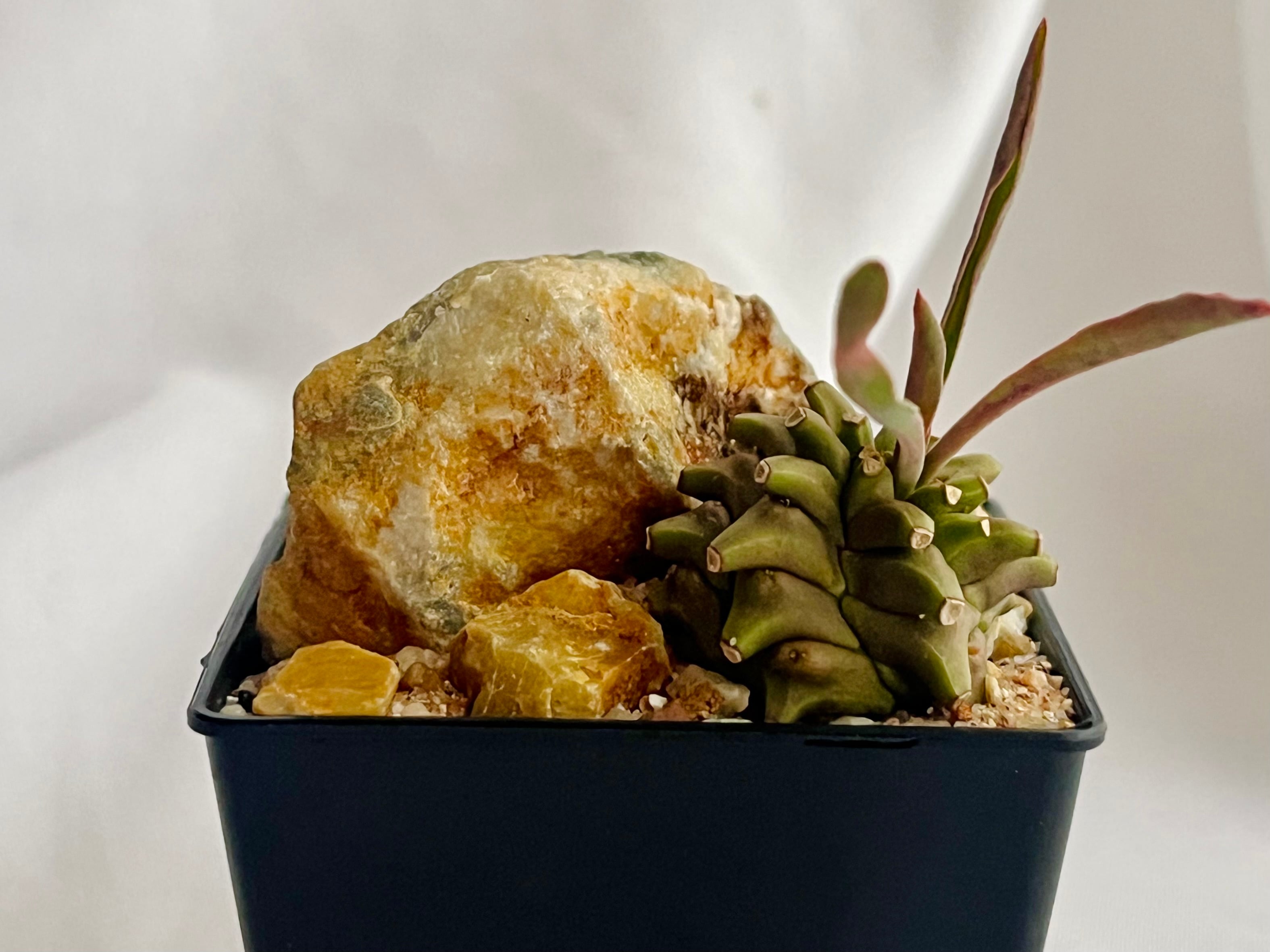 Euphorbia Sasagani-Tekkou ユーフォルビア 笹蟹鉄甲 多肉植物