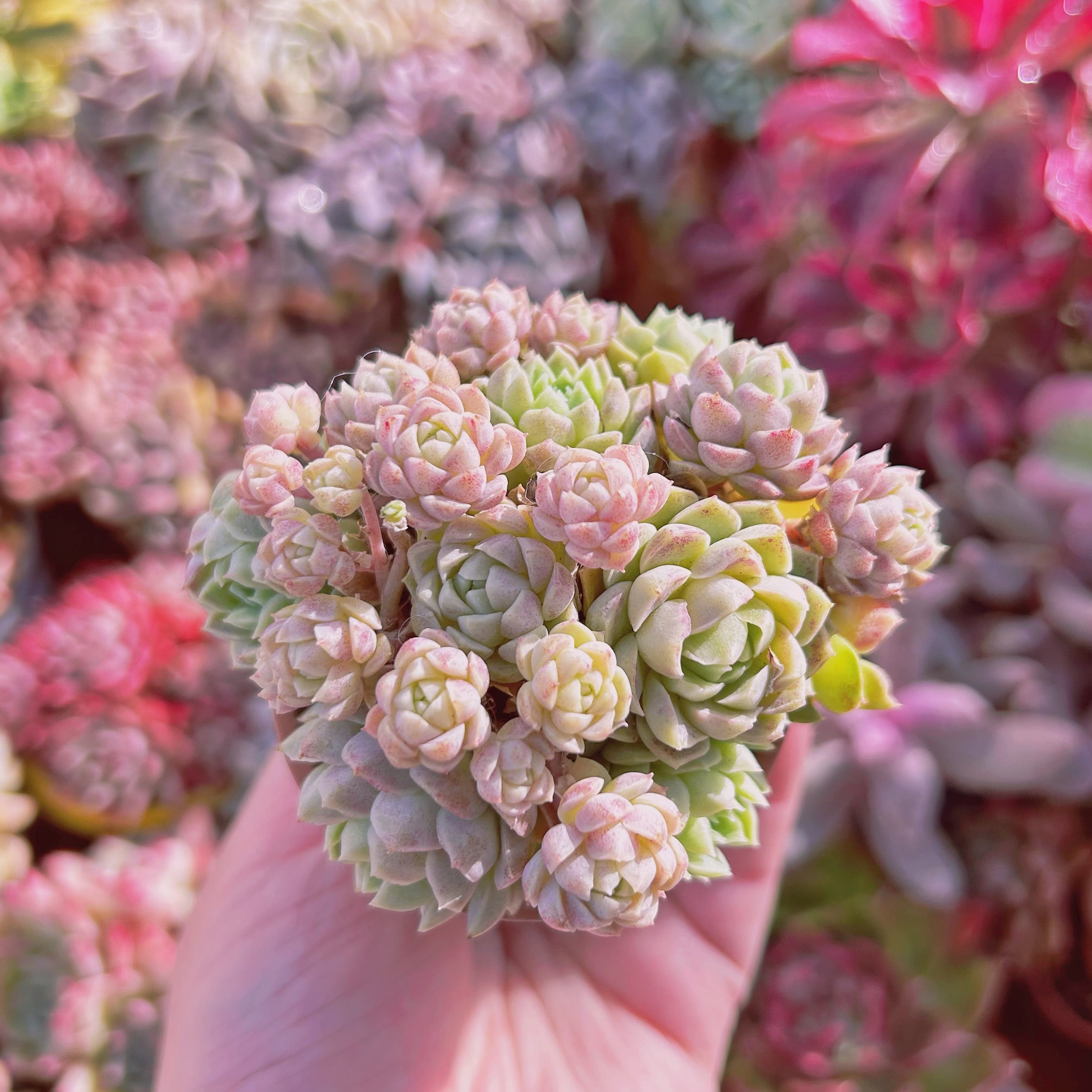 #278現物　多肉植物　ハチミツボール