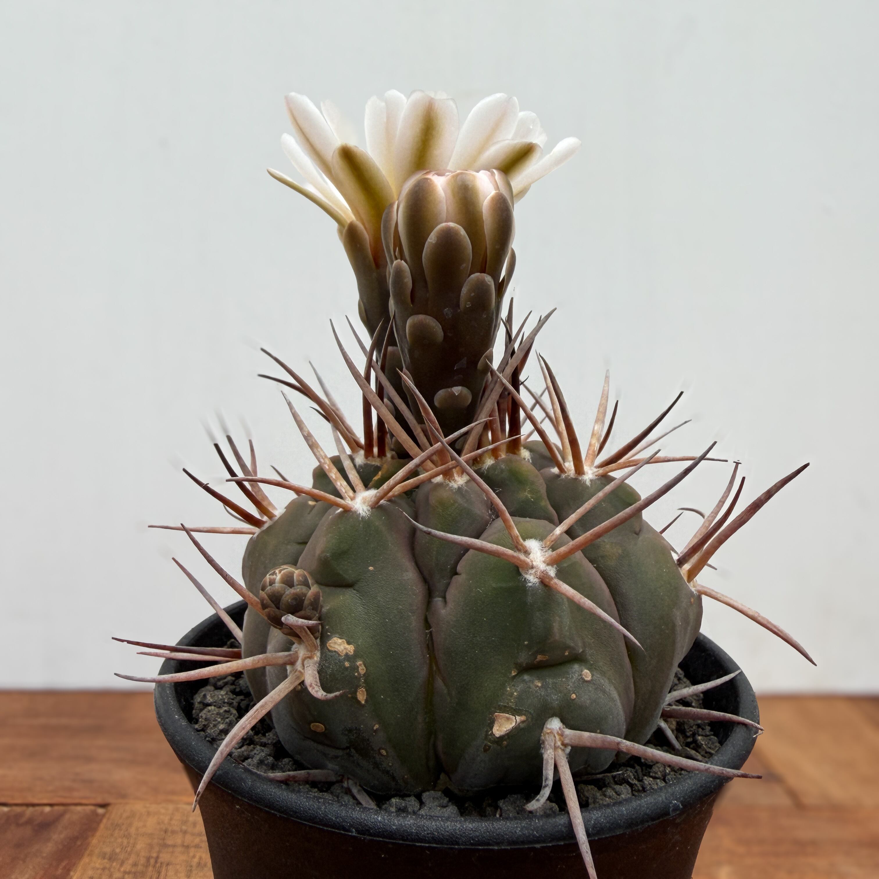 Gymnocalycium mazanense【ギムノカリキウム・守金魔天竜】 | RIMO'S