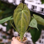 アンスリウム エース オブ スペード(AOS) × パピリラミナム(FS) / Anthurium Ace of spades × Papillilaminum / 観葉植物<育て方・花言葉>