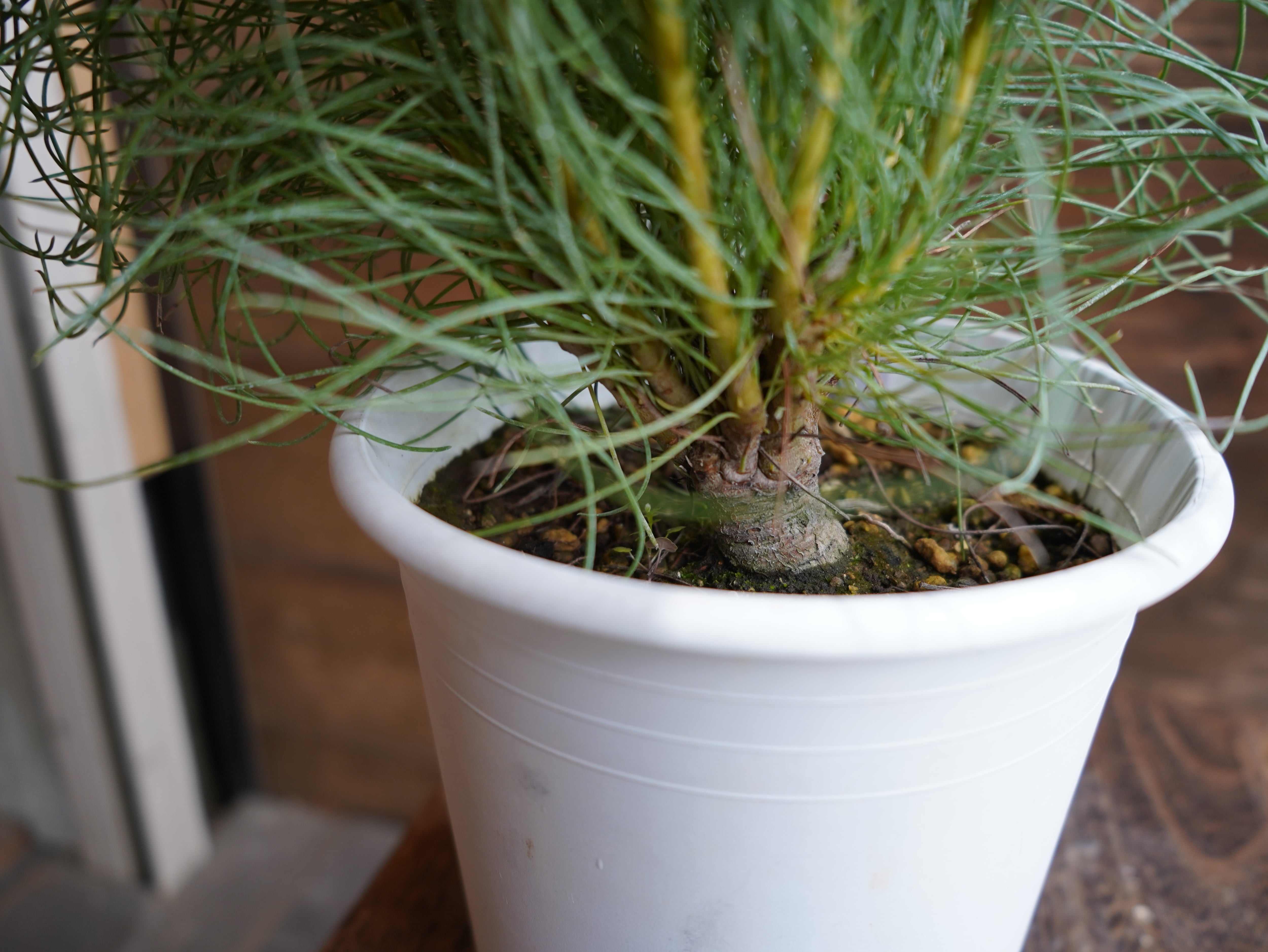 【現物】オーラックス　カンセラータ　”ブロンズヘイズ”　A