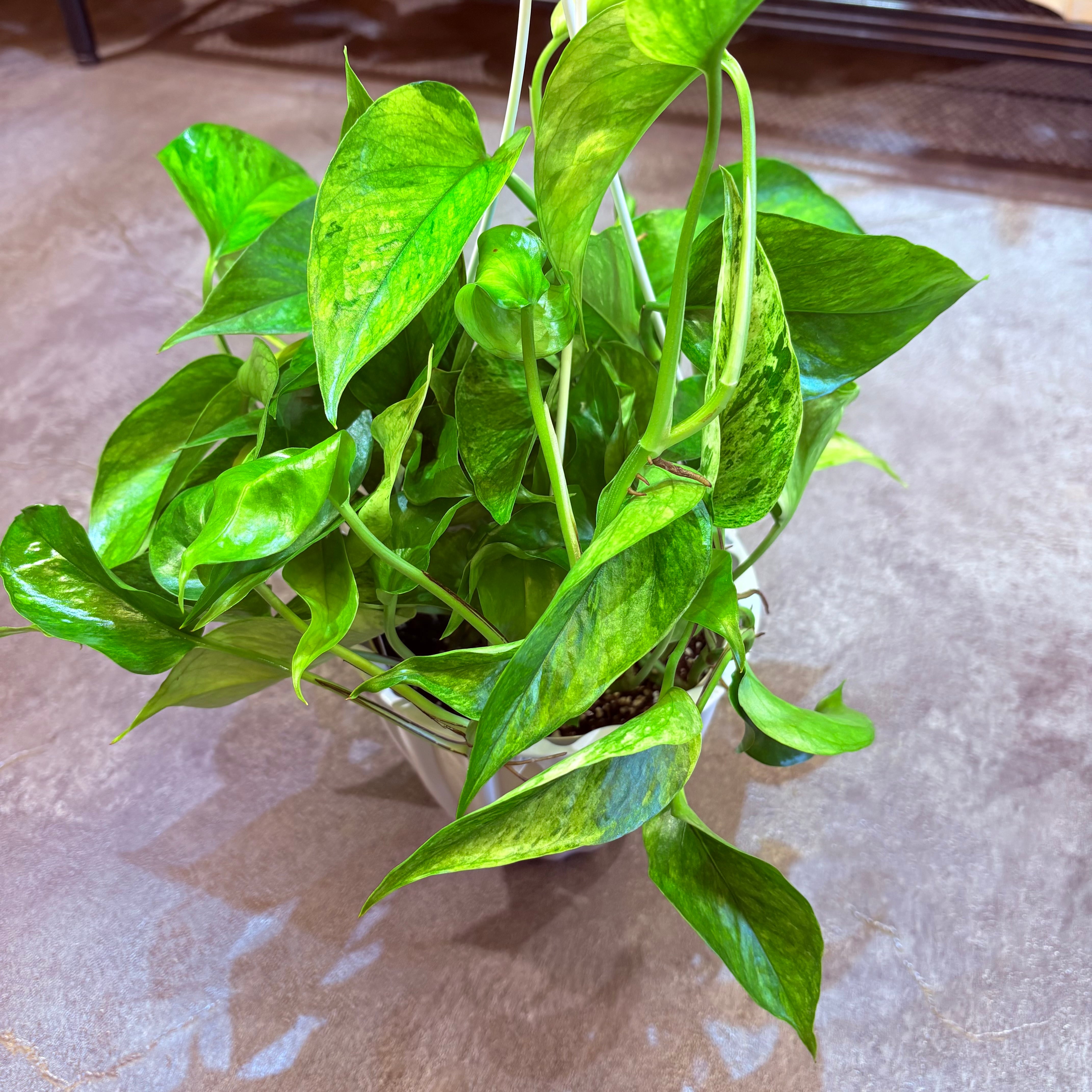 ポトステルノランコントル カット発根済み 1葉っぱサイズ約13cm 1