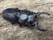 【WD】《インプレッシコリスネブト亜種patprici 26.5mm ペア》