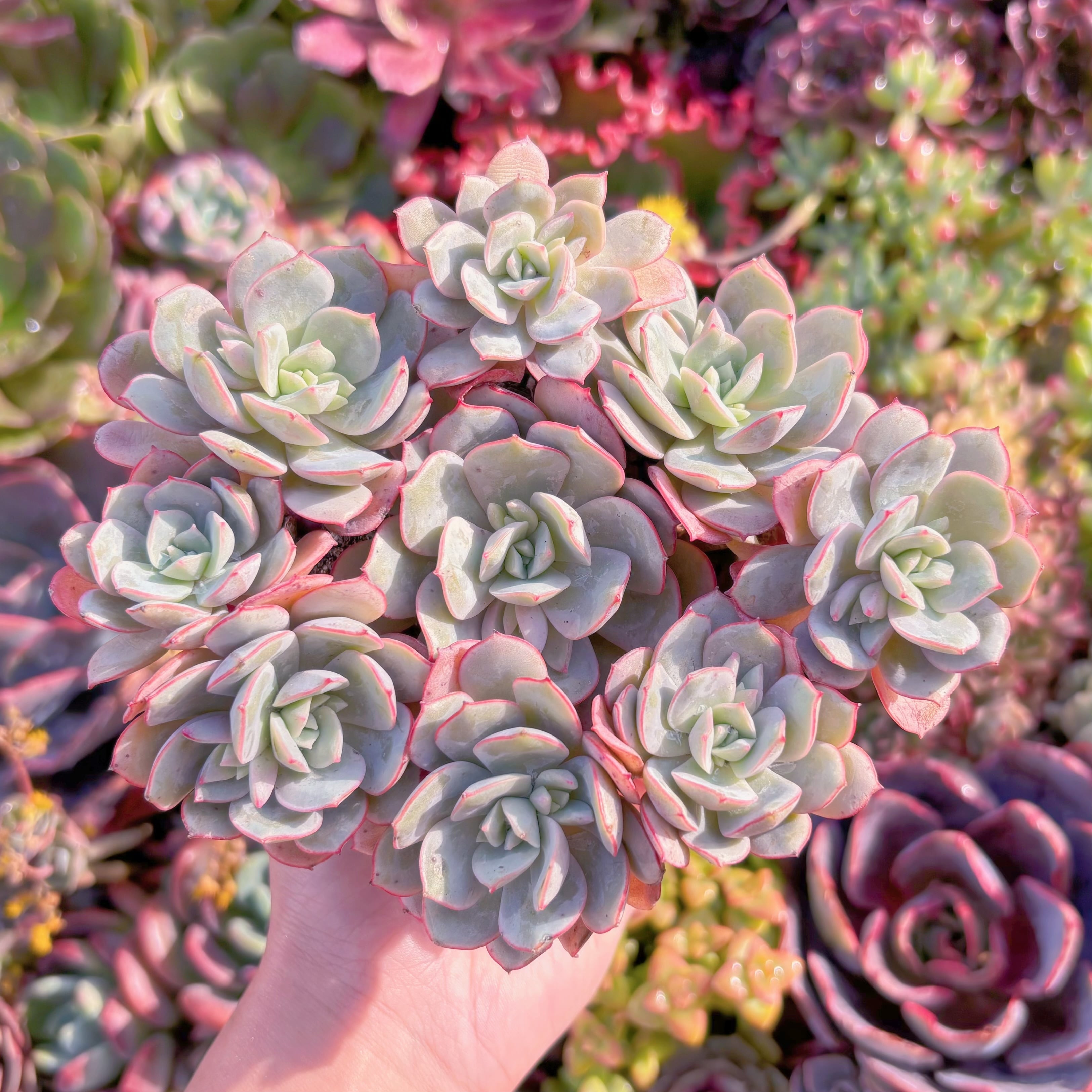 多肉植物　ラウ026　群生　新入荷　るる農園