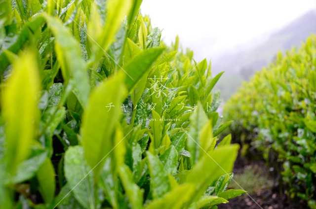 338 霧雨の初夏の茶畑