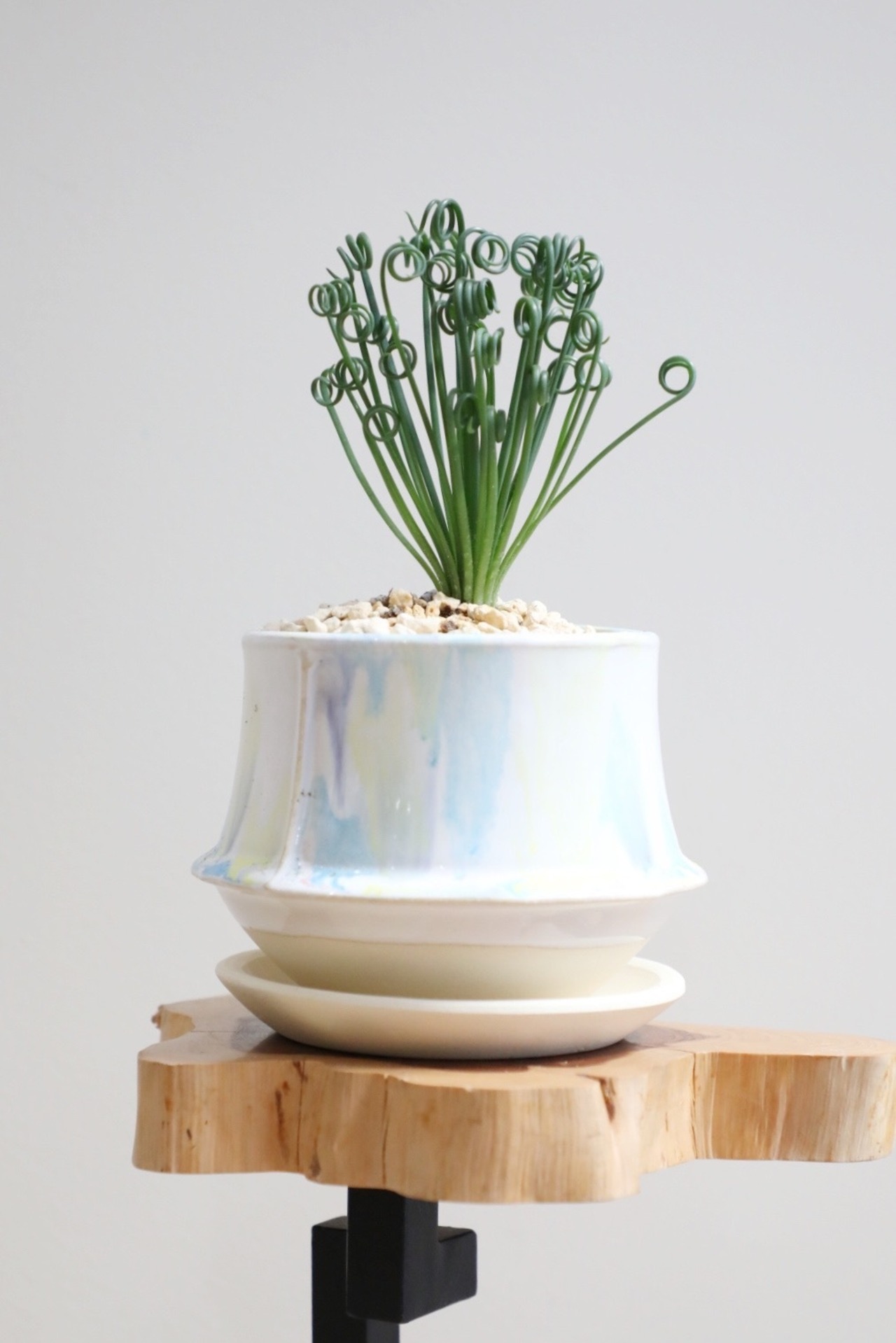 【S】アルブカ スピラリス フリズルシズル/Albuca spiralis