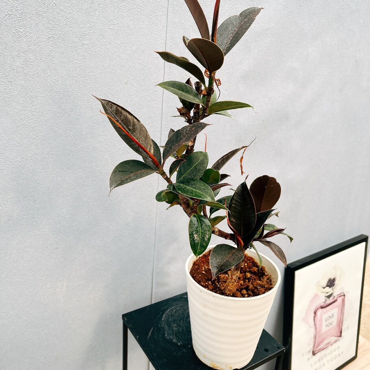 フィカスメラニー 葉は小さめ 枝多数 葉ピカピカ 朴仕立て 7号陶器鉢