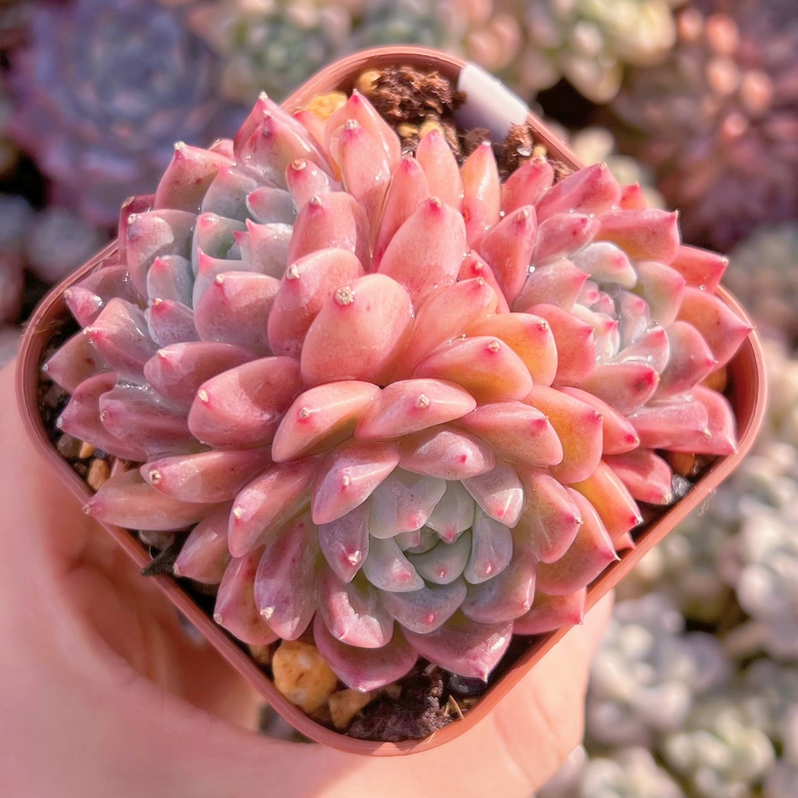 現品　プロリフェラxラウル#1164   るる農園