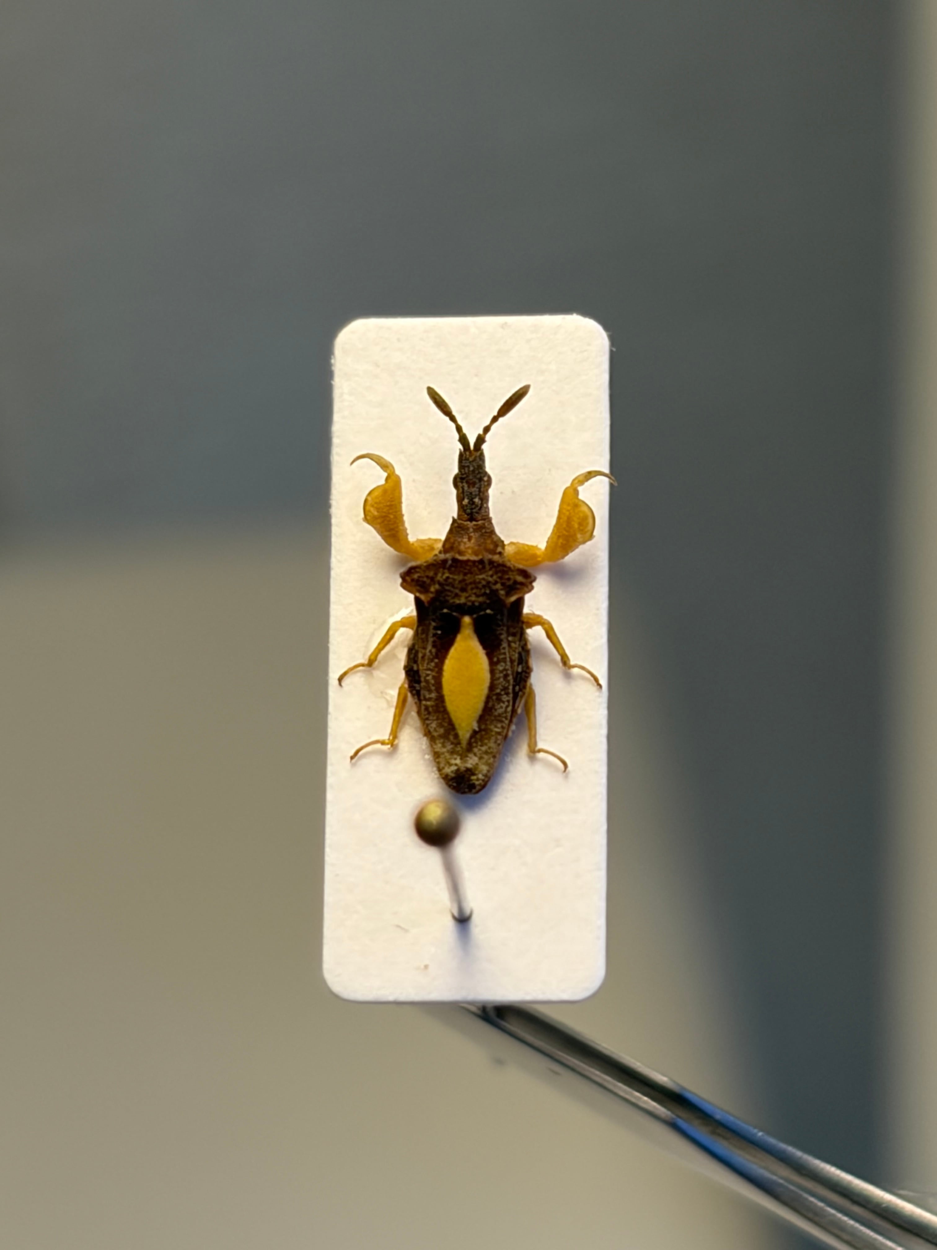 【8mm】カマキリのような鎌を持つサシガメの一種 標本 マンティス アサシンバグ 8mm】カマキリのような鎌を持つサシガメの一種 標本 スパイダーマン