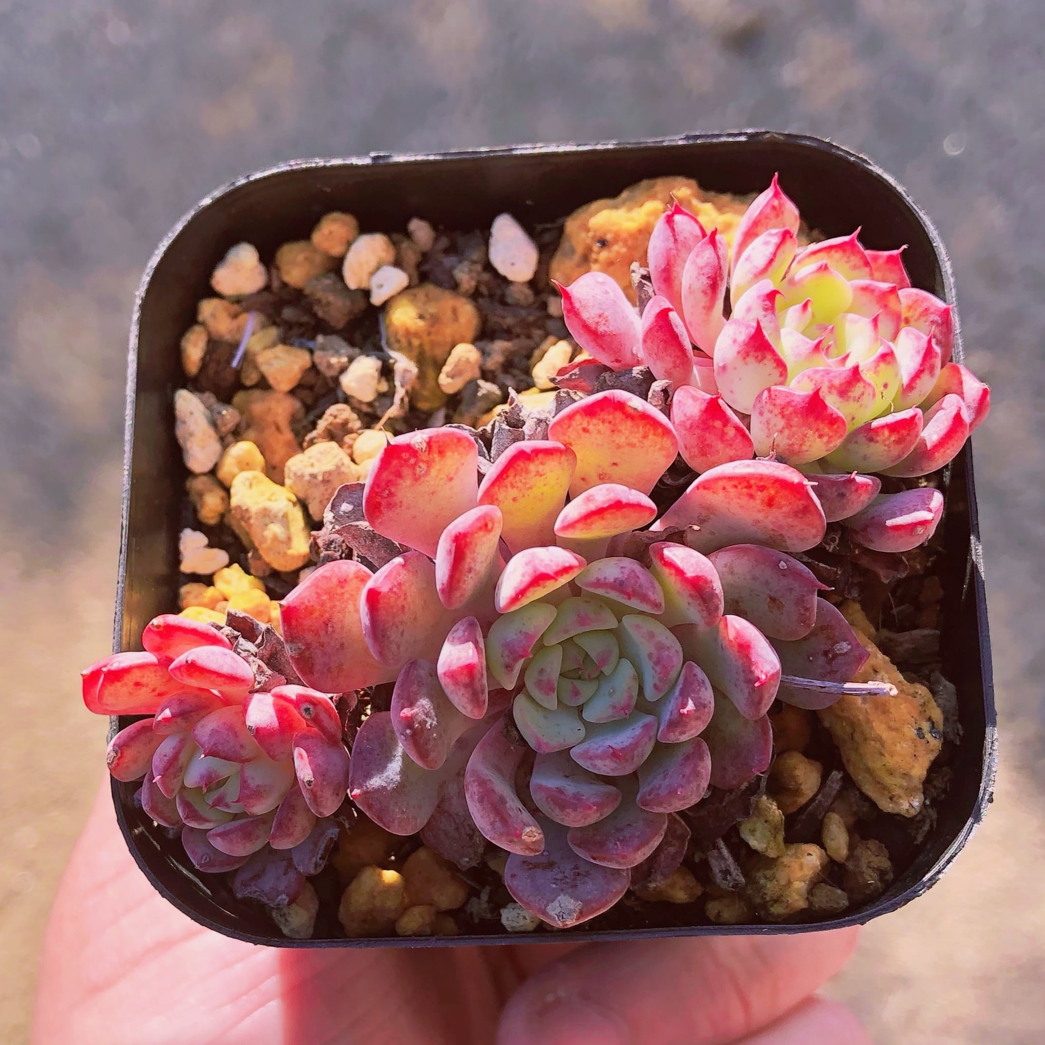 多肉植物 シエラ 群生 | るる農園~多肉植物専門