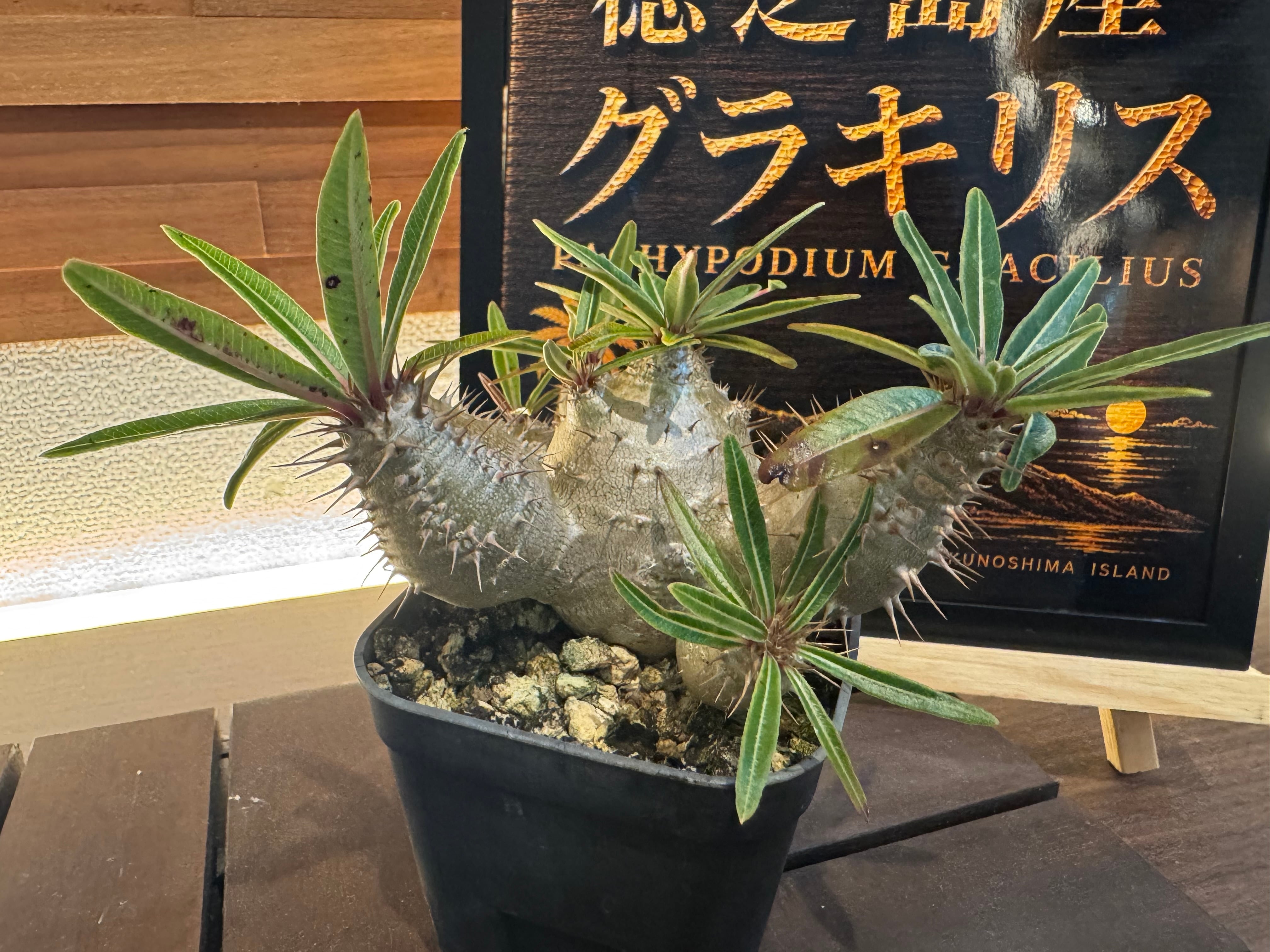 P. veitchii AR #1 (pup) Select 【artPLANTs】 ビカクシダ/コウモリ