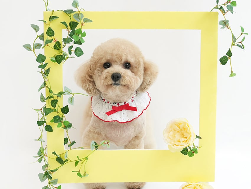 lace scarf 3color / 犬 首輪 おしゃれ 可愛い バンダナ 犬 アクセサリー 小型犬 中型犬 レース リボン 犬服 ドッグウェア ケープ