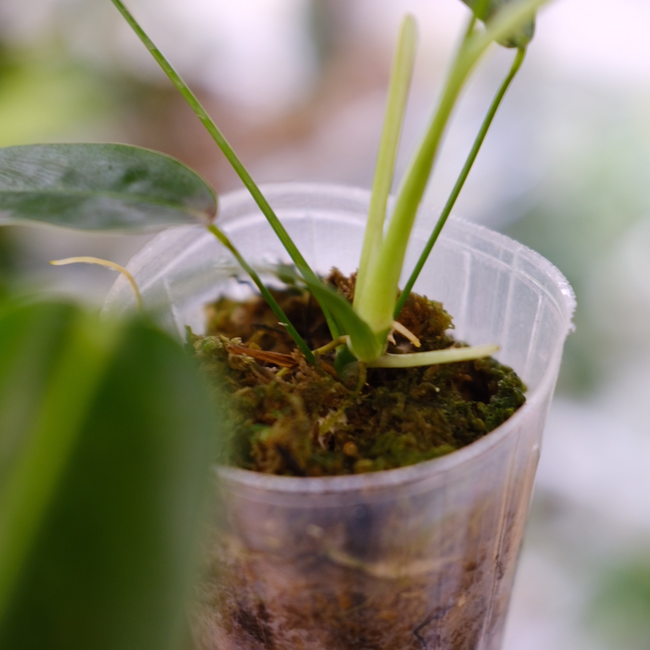 フィロデンドロン パトリシアエ / Philodendron patriciae⑦ / 観葉植物