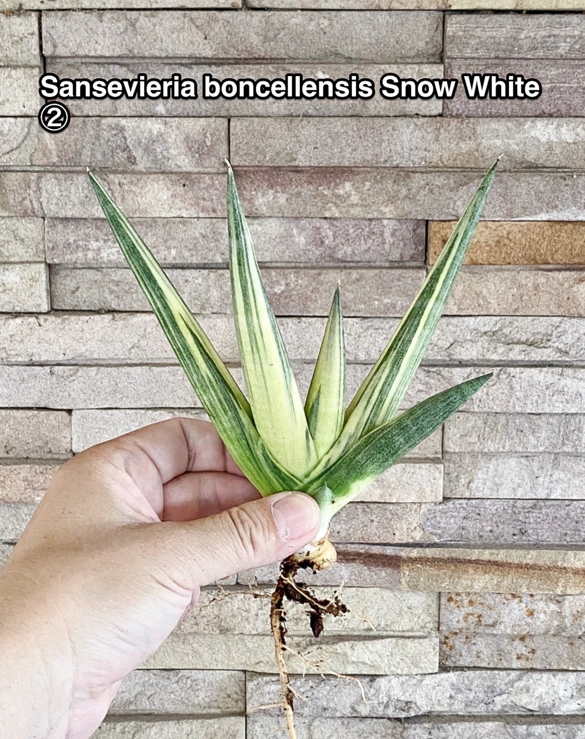 Sansevieria boncellensis Snow White【artPLANTs】サンスベリア 