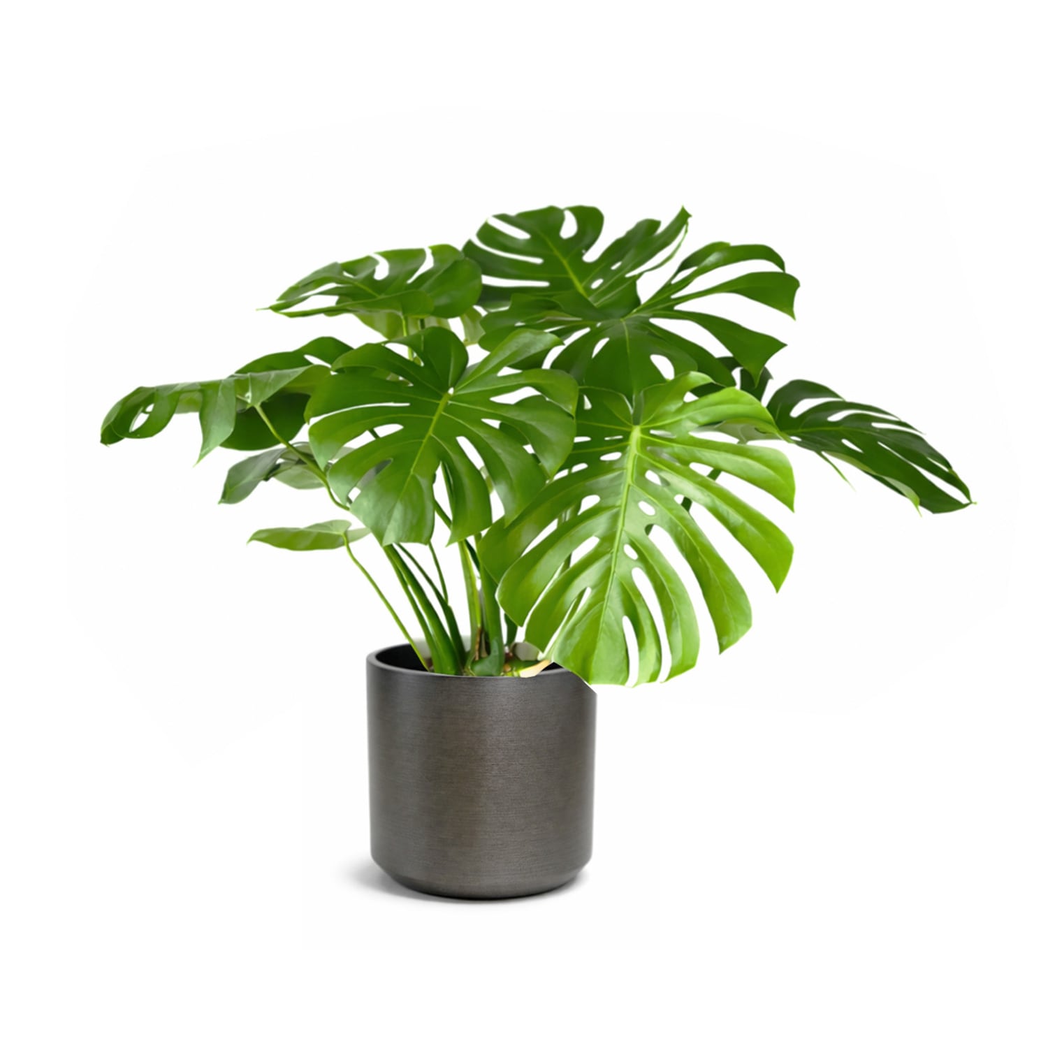 南国・ハワイの植物モンステラ8号(METAL BLACK)