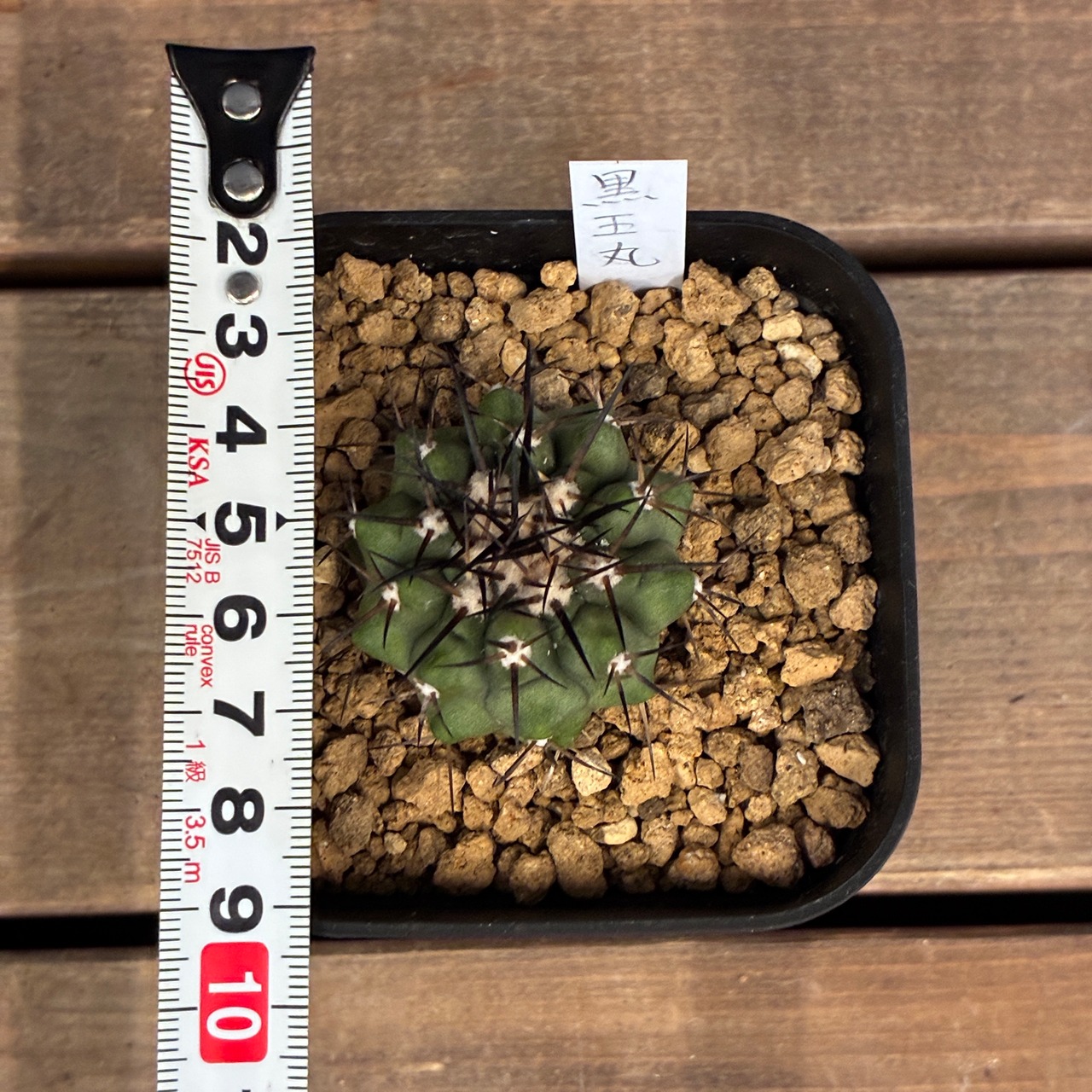 【Copiapoa】サボテン　コピアポア　黒王丸実生【733】【再撮影】