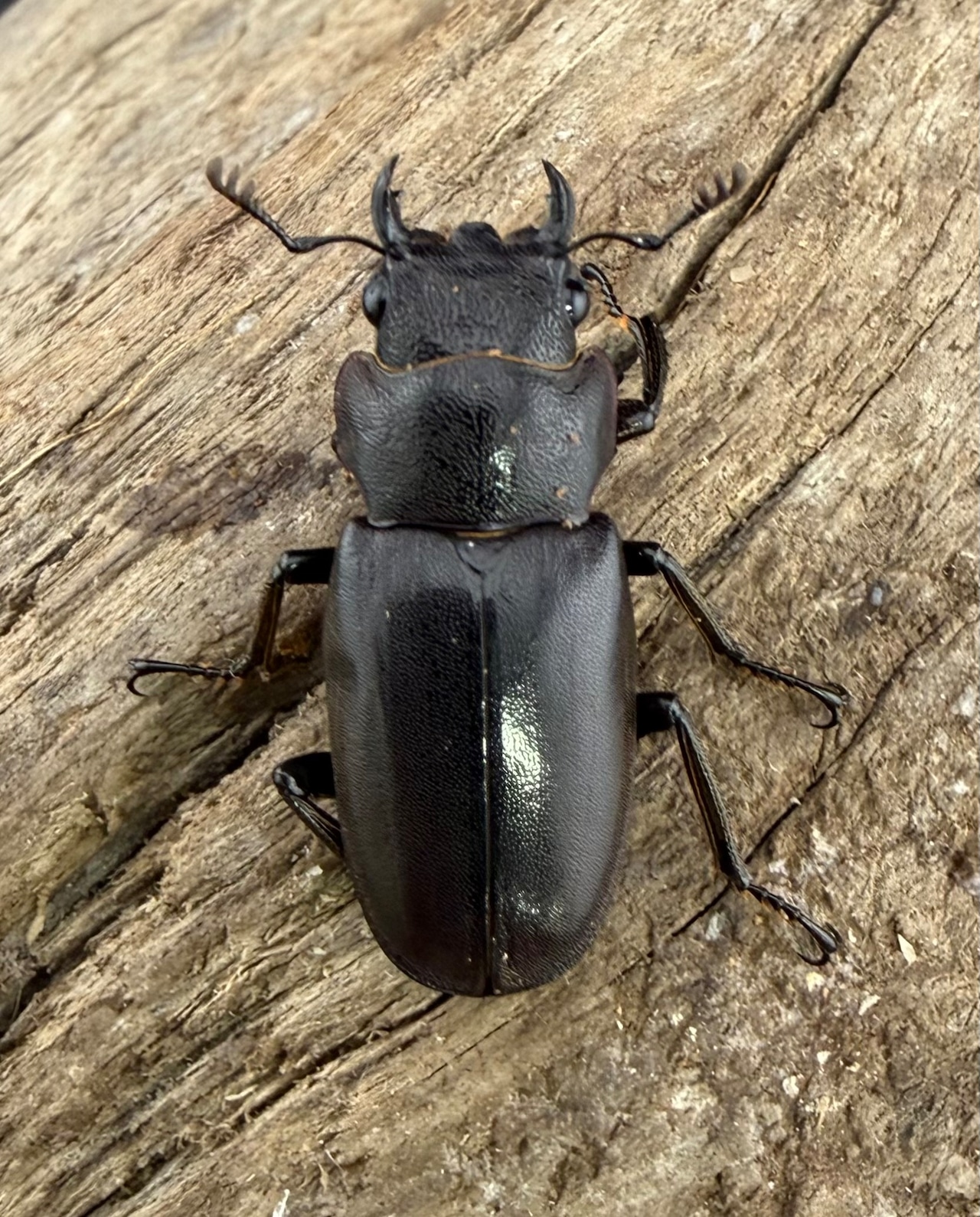 メタリフェルホソアカ亜種finae 78.5mm ペア》