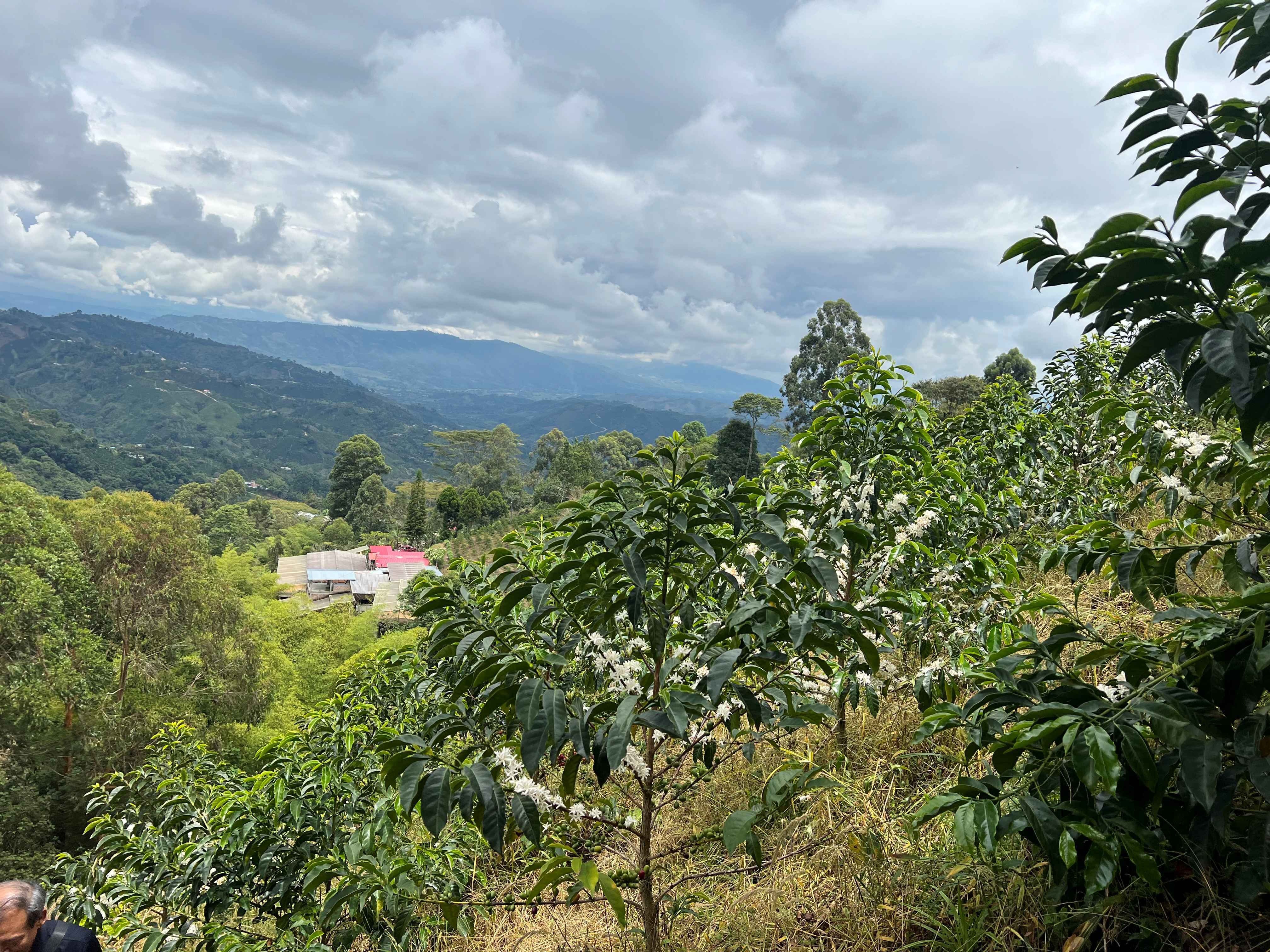 コロンビア エルディビソ Mossto Anaerobic Semi-Washed（100g）販売