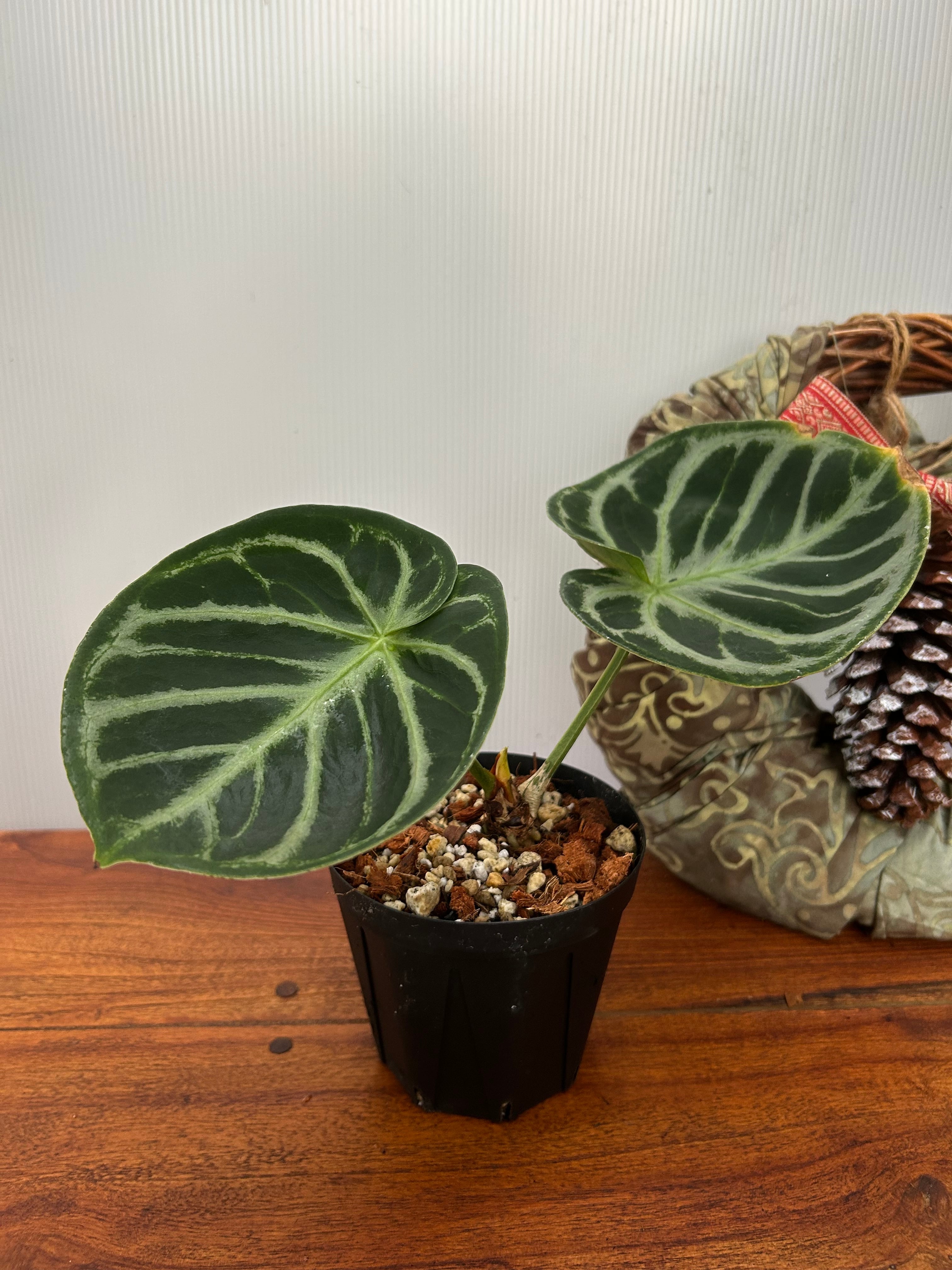 アンスリウム　ペダツム　 号　251017 アンスリウム ペダトラディアツム号 251017