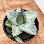 Agave oteroi【アガベ・オテロイ・実生】