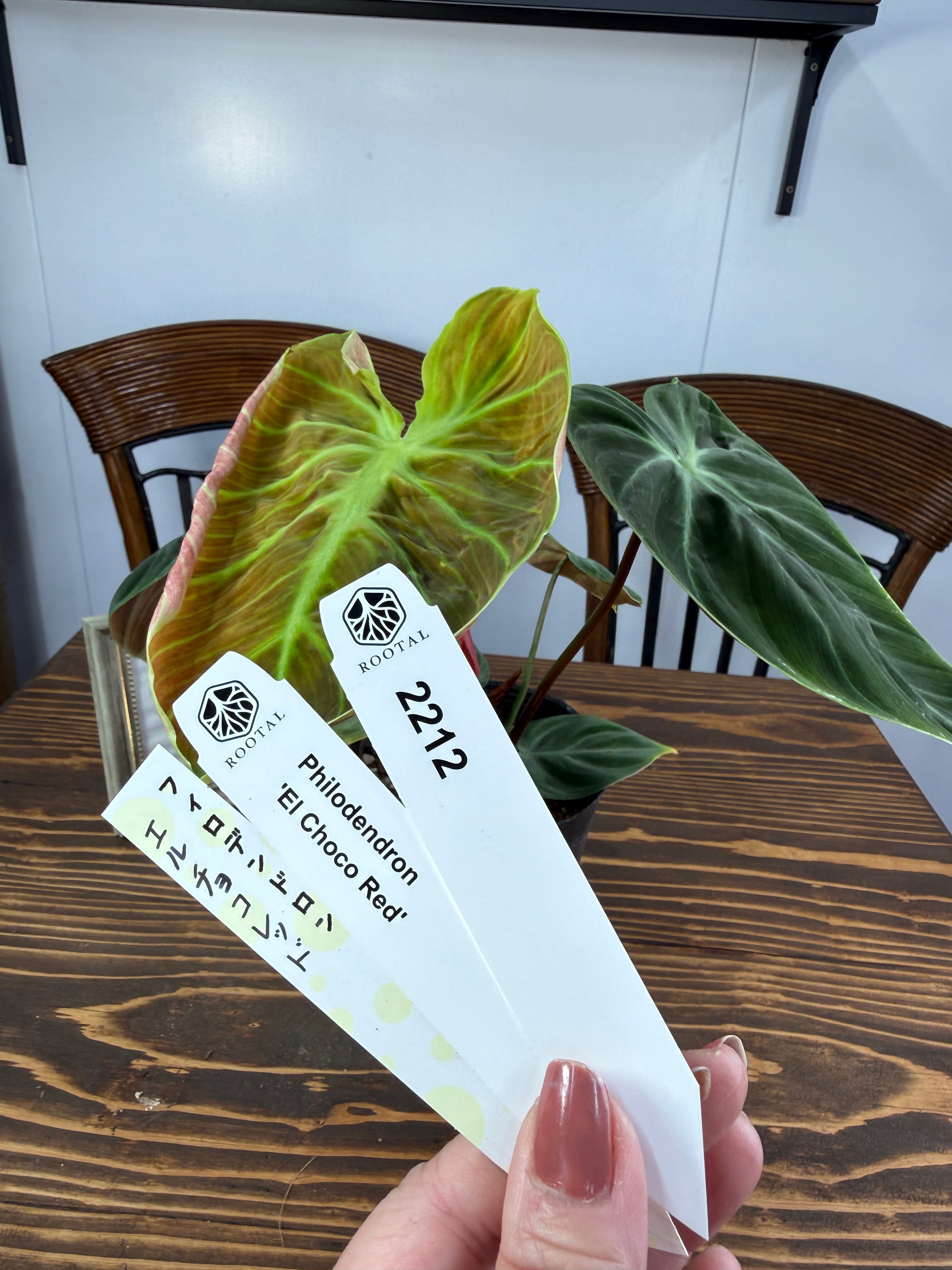 ★2212 フィロデンドロン エルチョコレッド(3.5号ポット)