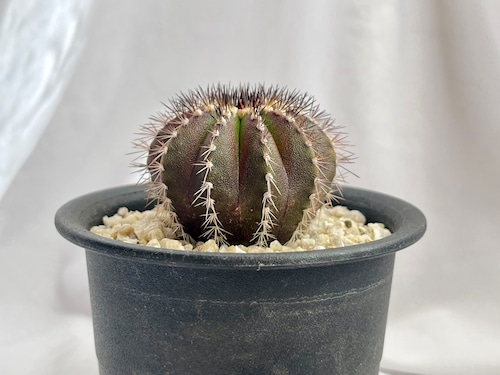 Uebelmmania pectinifera　ユーベルマニア・ペクチニフェラ　サボテン