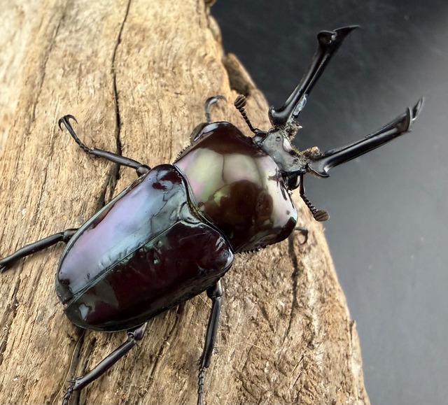 《ニジイロクワガタ 虹瑠璃 52.5mm ♂♀♀トリオ》ハイマウンテン氏委託個体