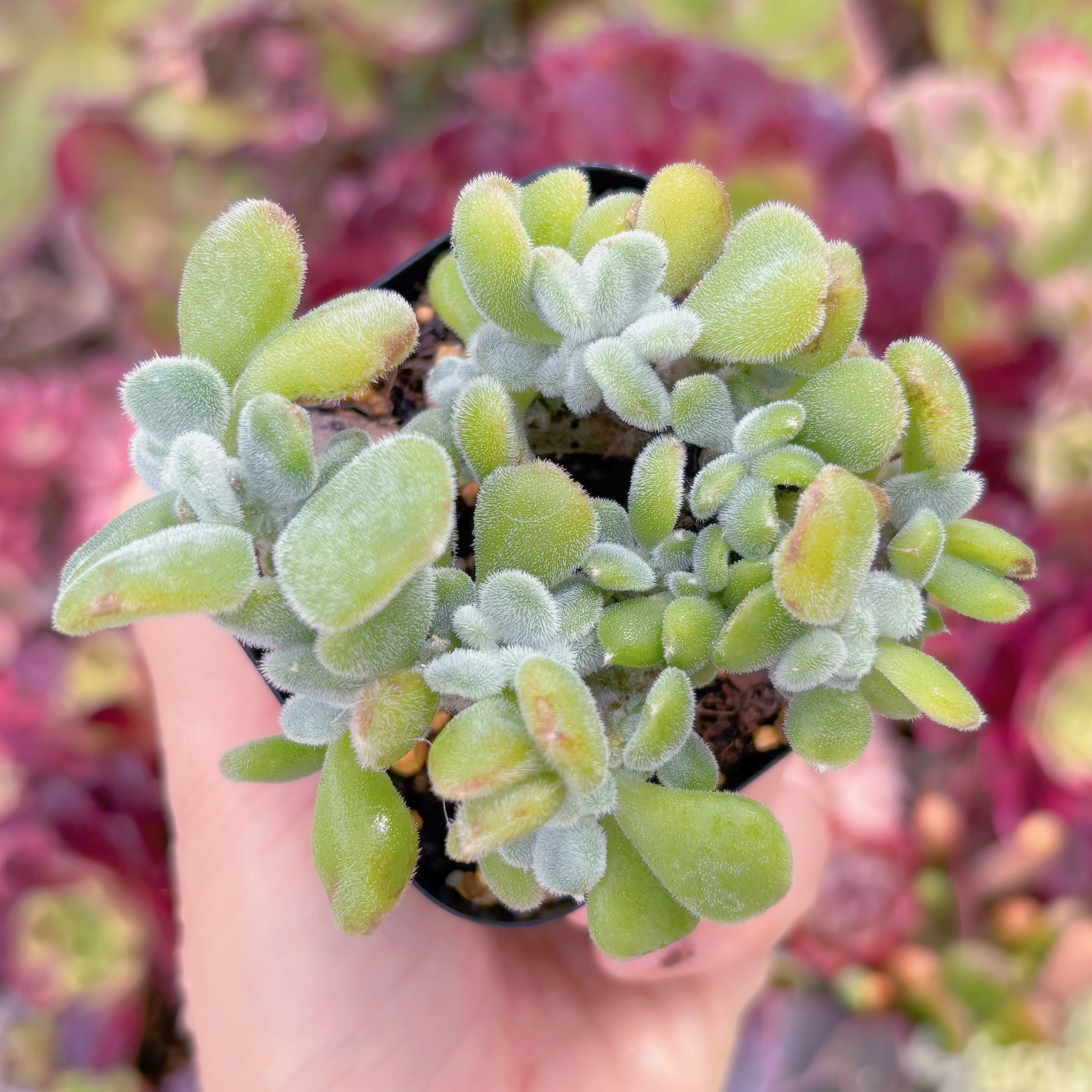 現品　雪錦星#F100　るる農園